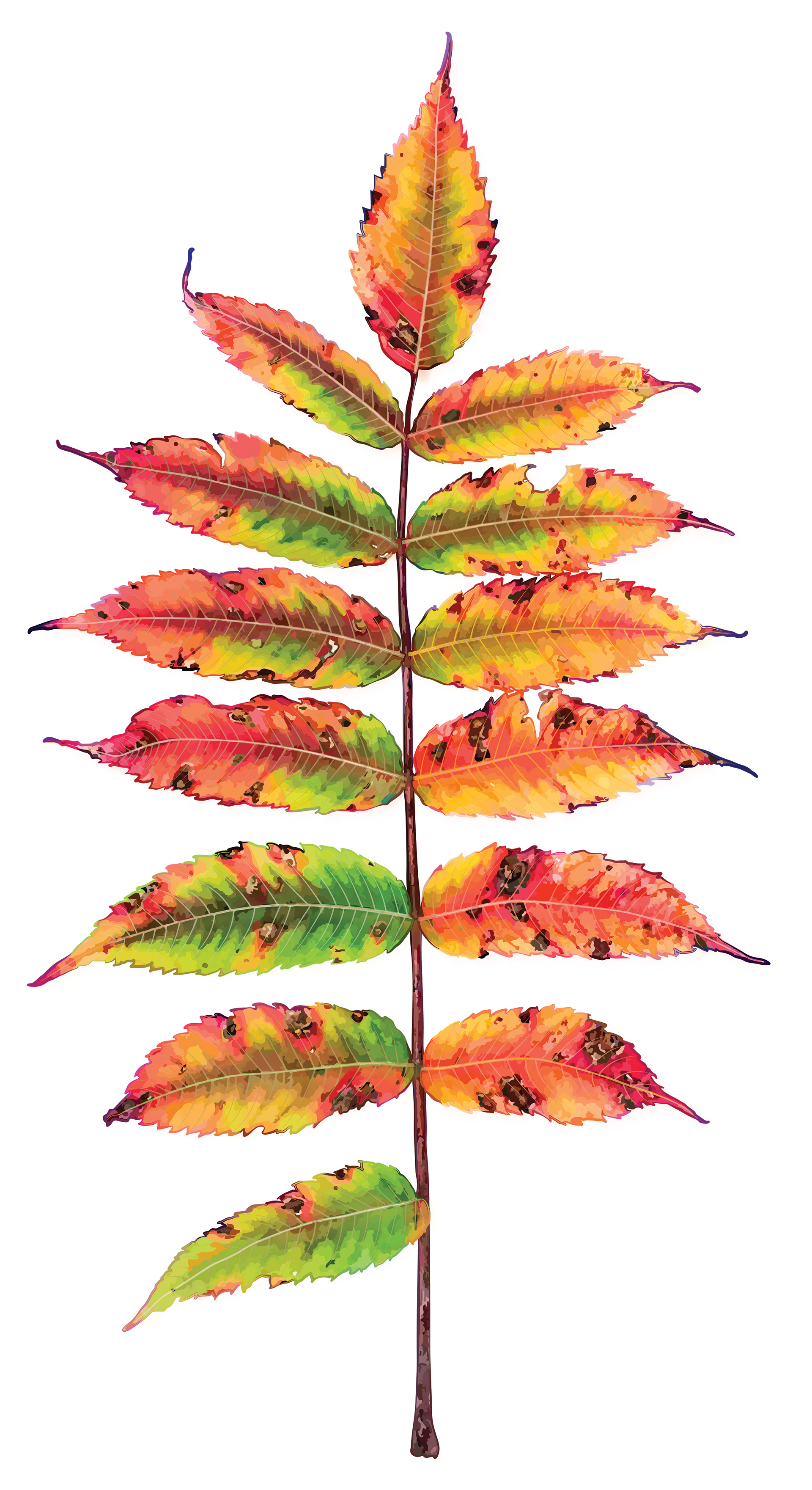 Staghorn Sumac | Naturalistic Style
