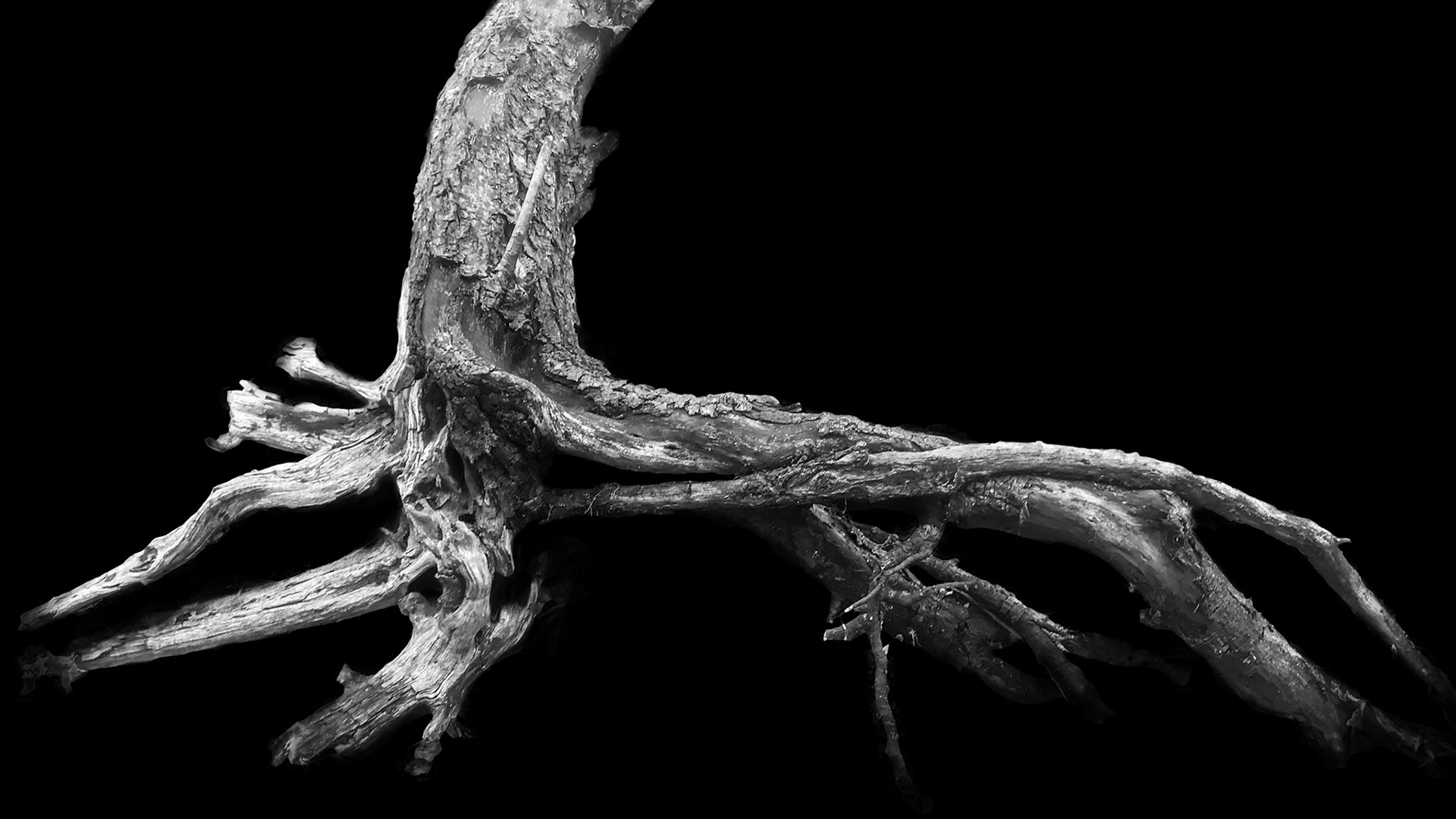 black and white photo air tree root