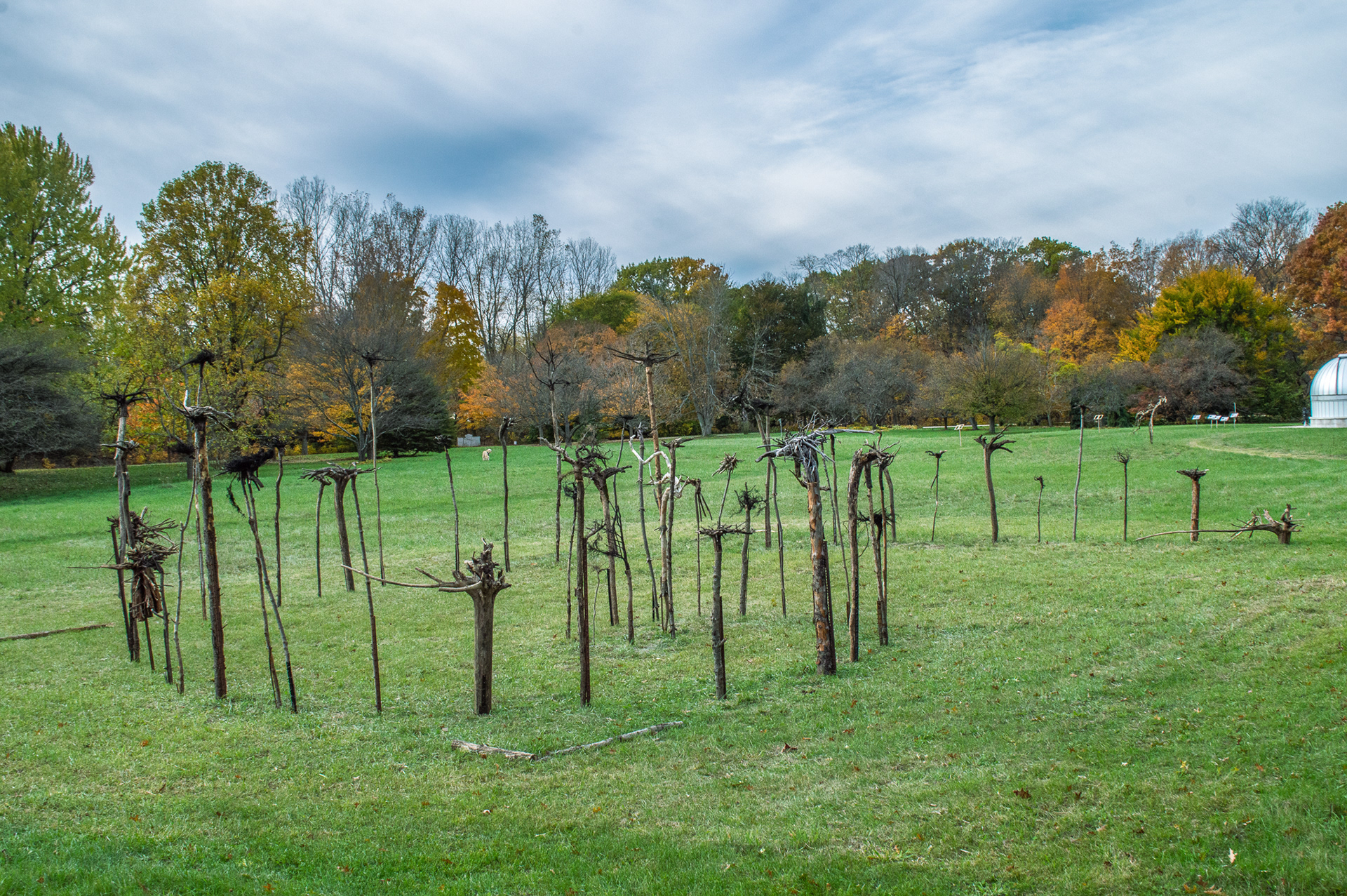 Hawthorn Hollow Tree Root land art by Sinclair Myhre