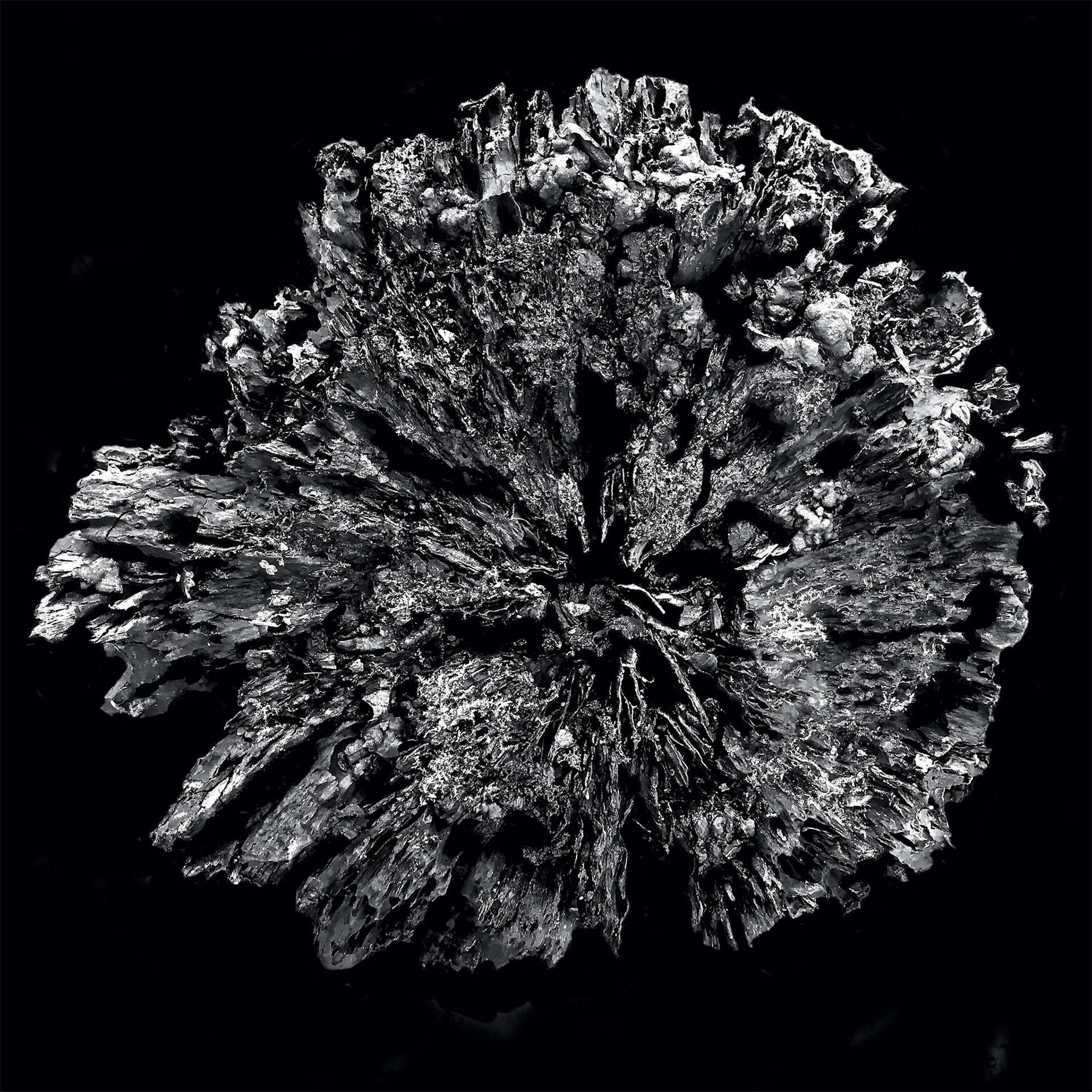 black and white epic tree stump photography 12 by 12 No 69