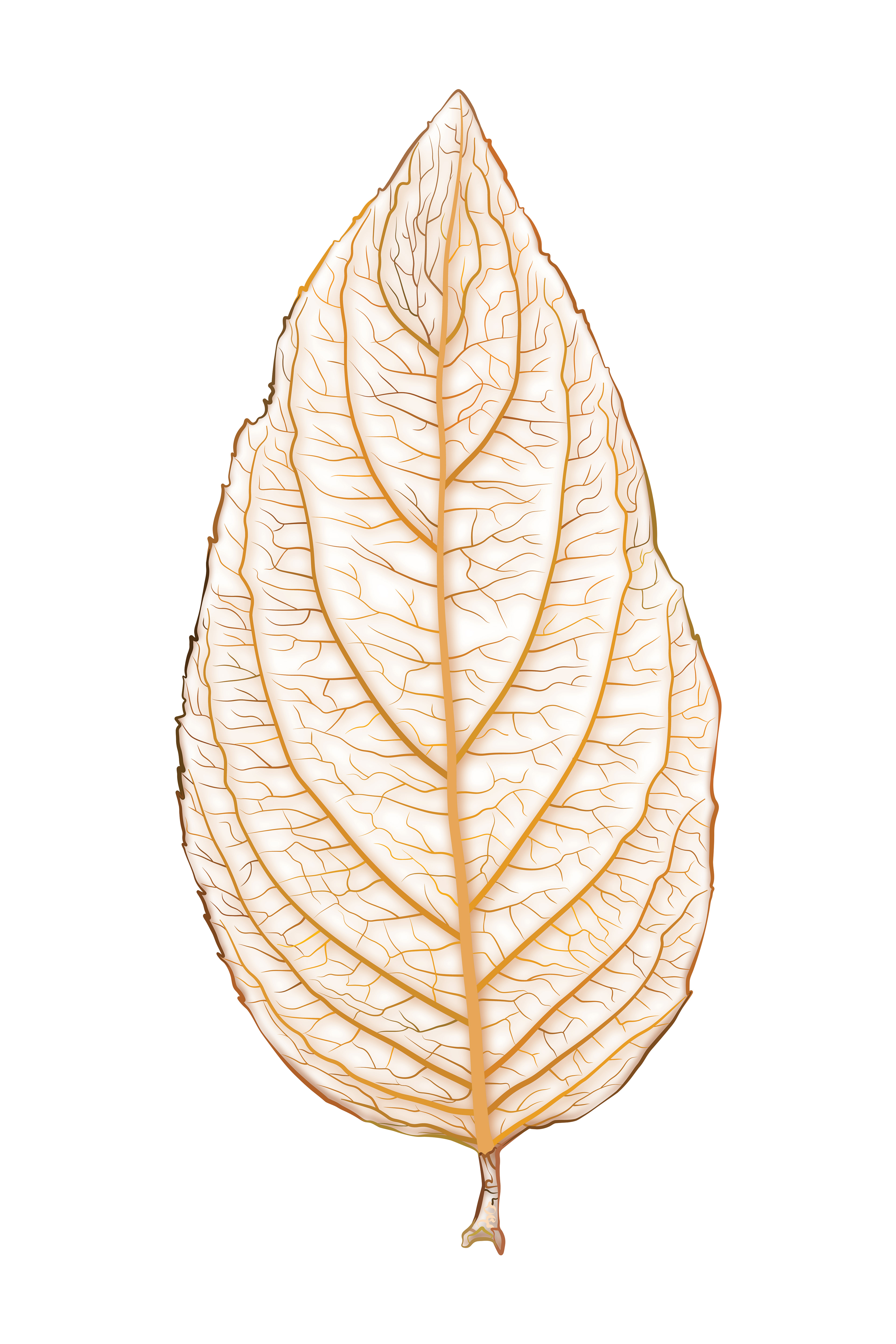 Panicle Hydrangea, Veins | Linage Style