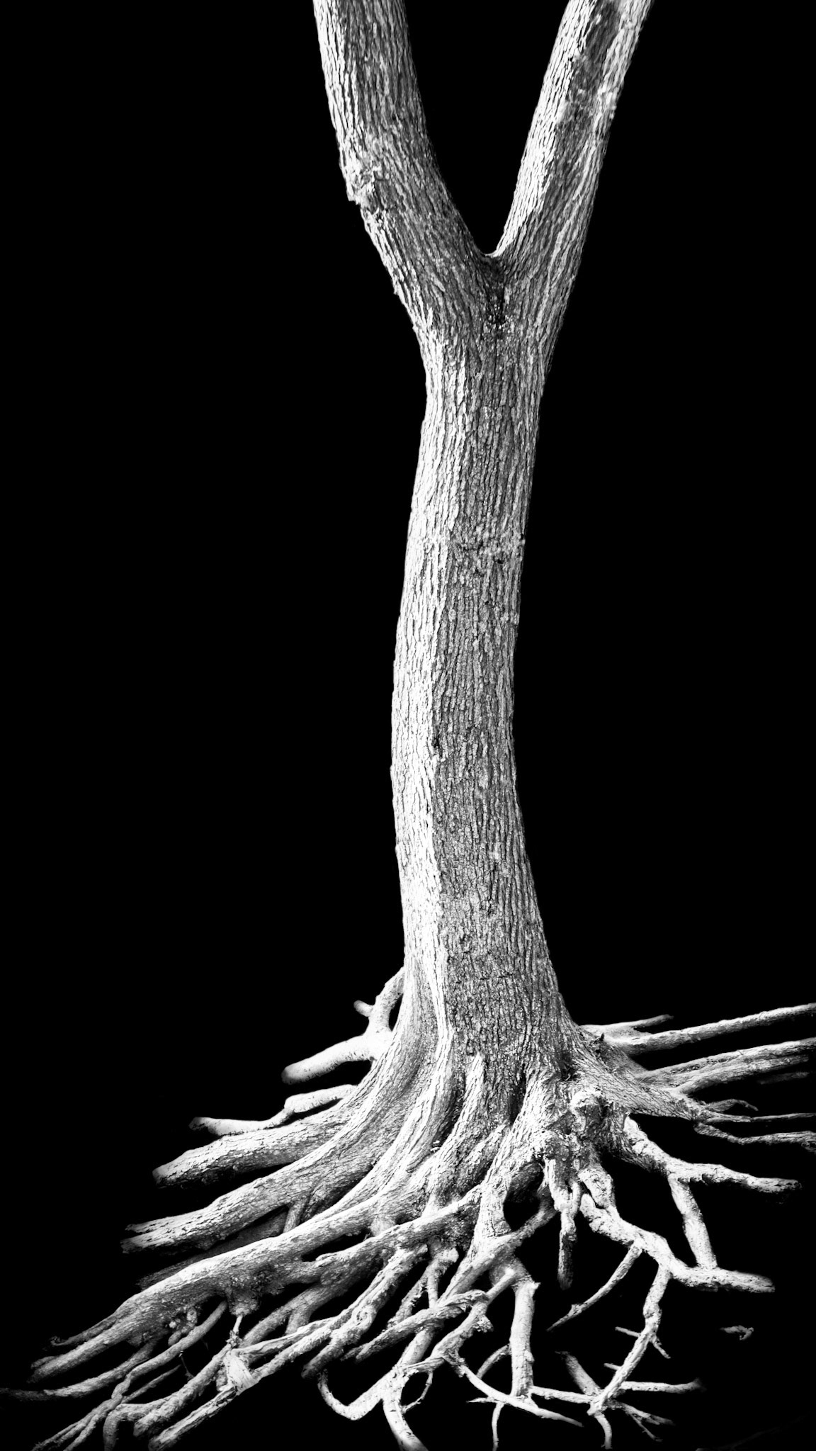 black and white manipulated photo tree form exposed roots