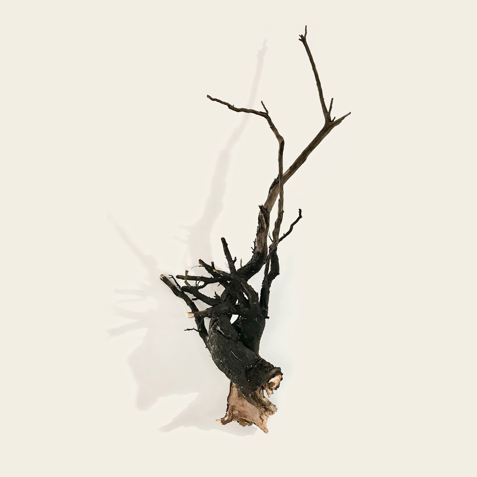 Cardiac Roots