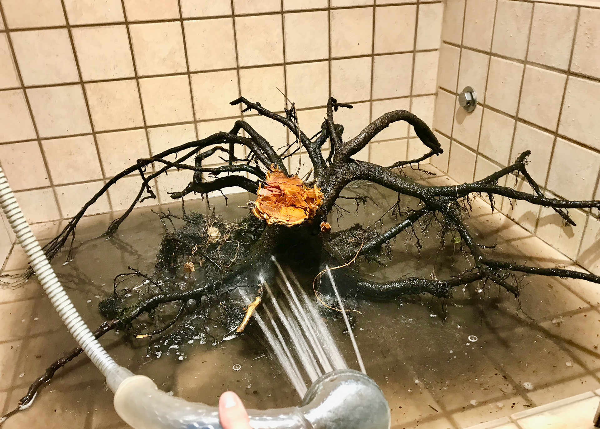 cleaning large roots