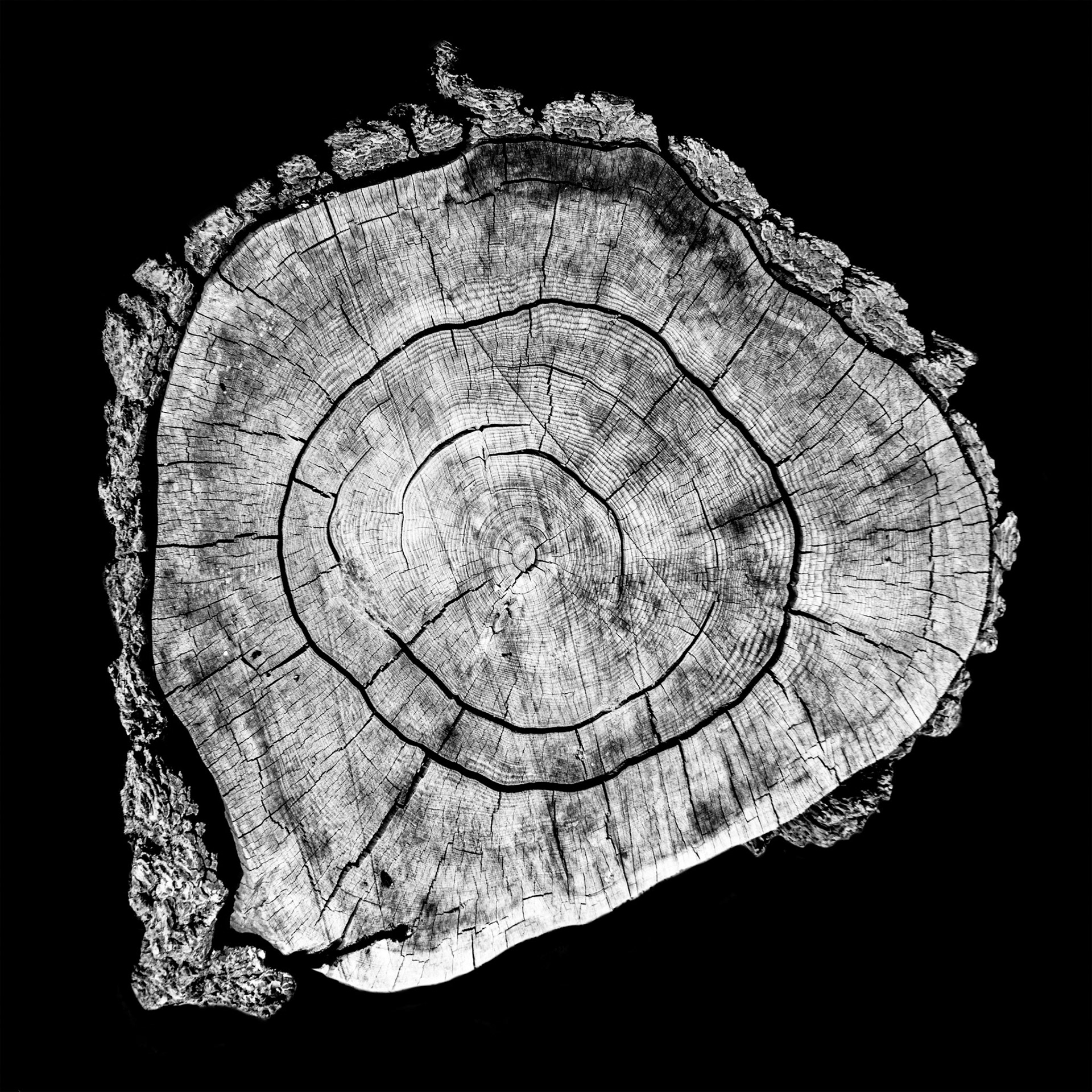 black and white epic tree stump photography 12 by 12 No 56