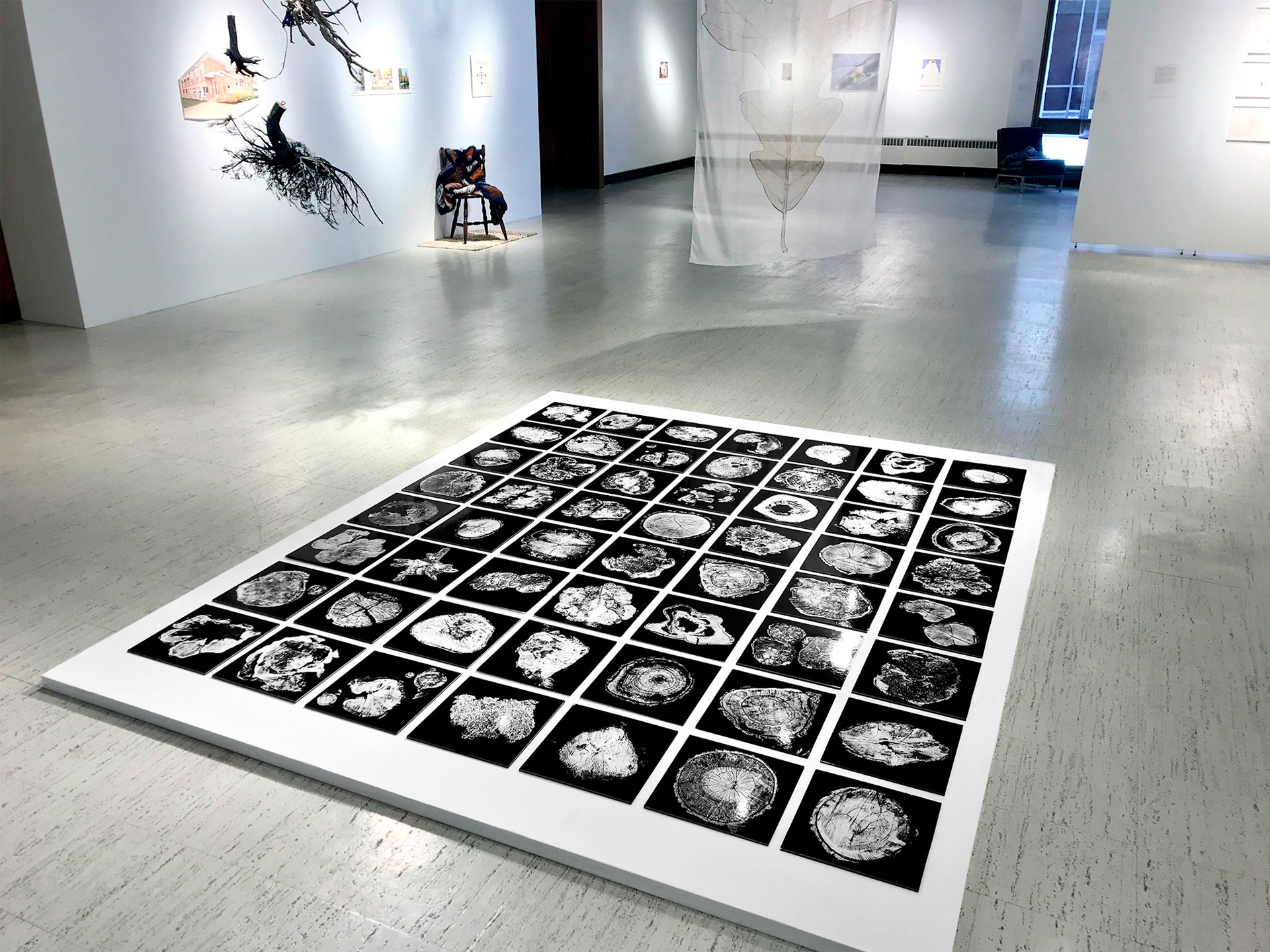 Woodscape | Carthage Senior Thesis Exhibition