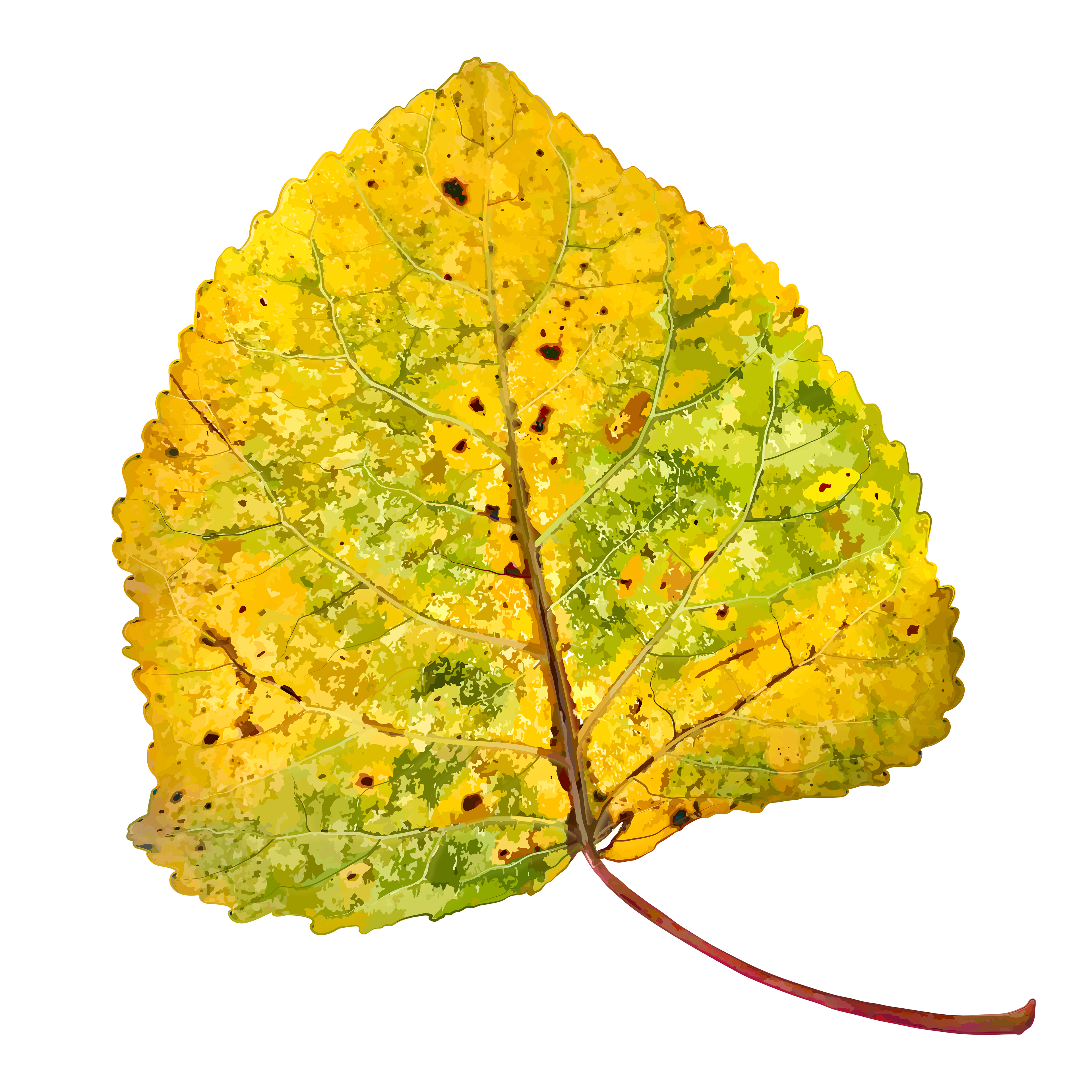 Eastern Cottonwood | Naturalistic Style