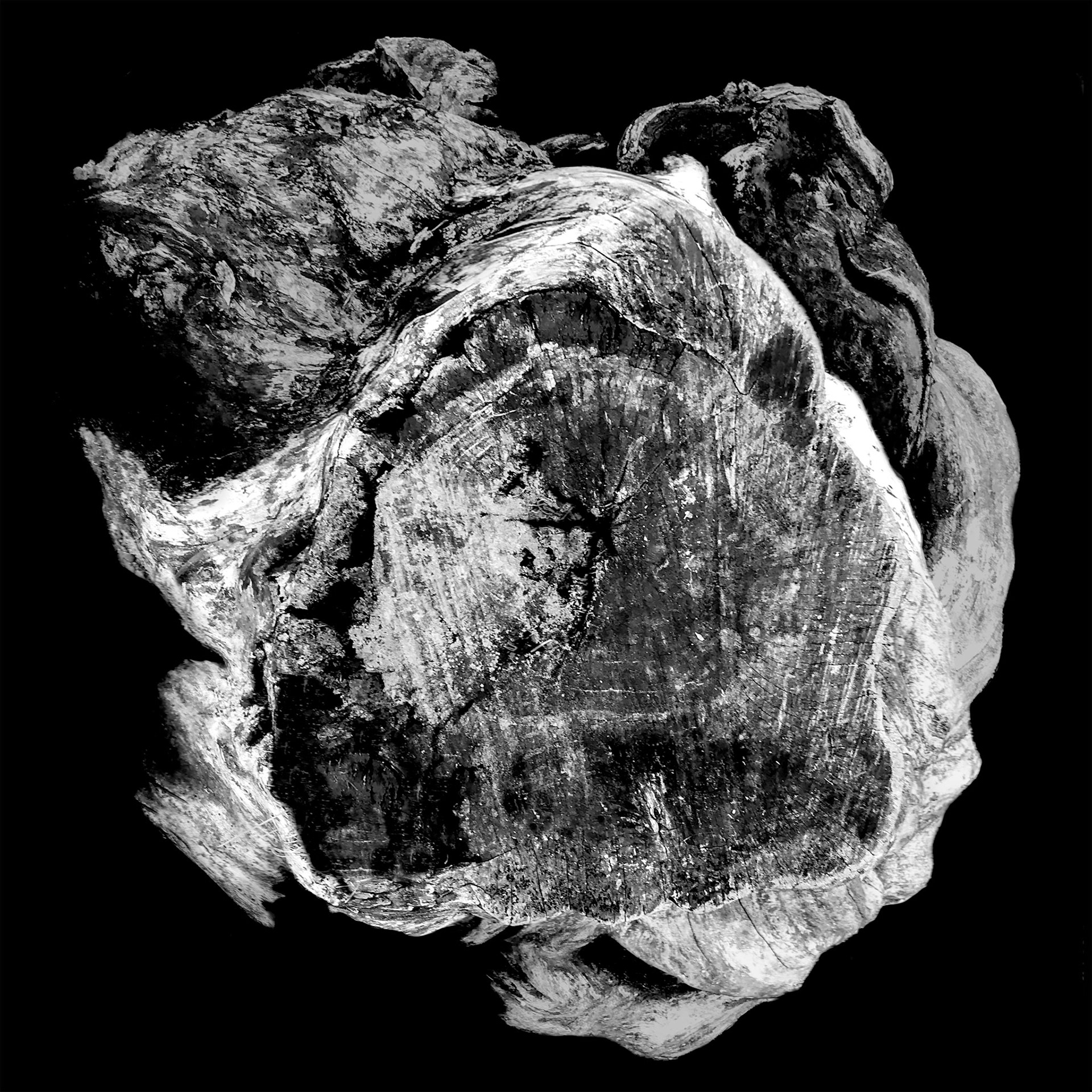 Study in Tree Stumps No. 80, 2020photography12 x 12" glossy