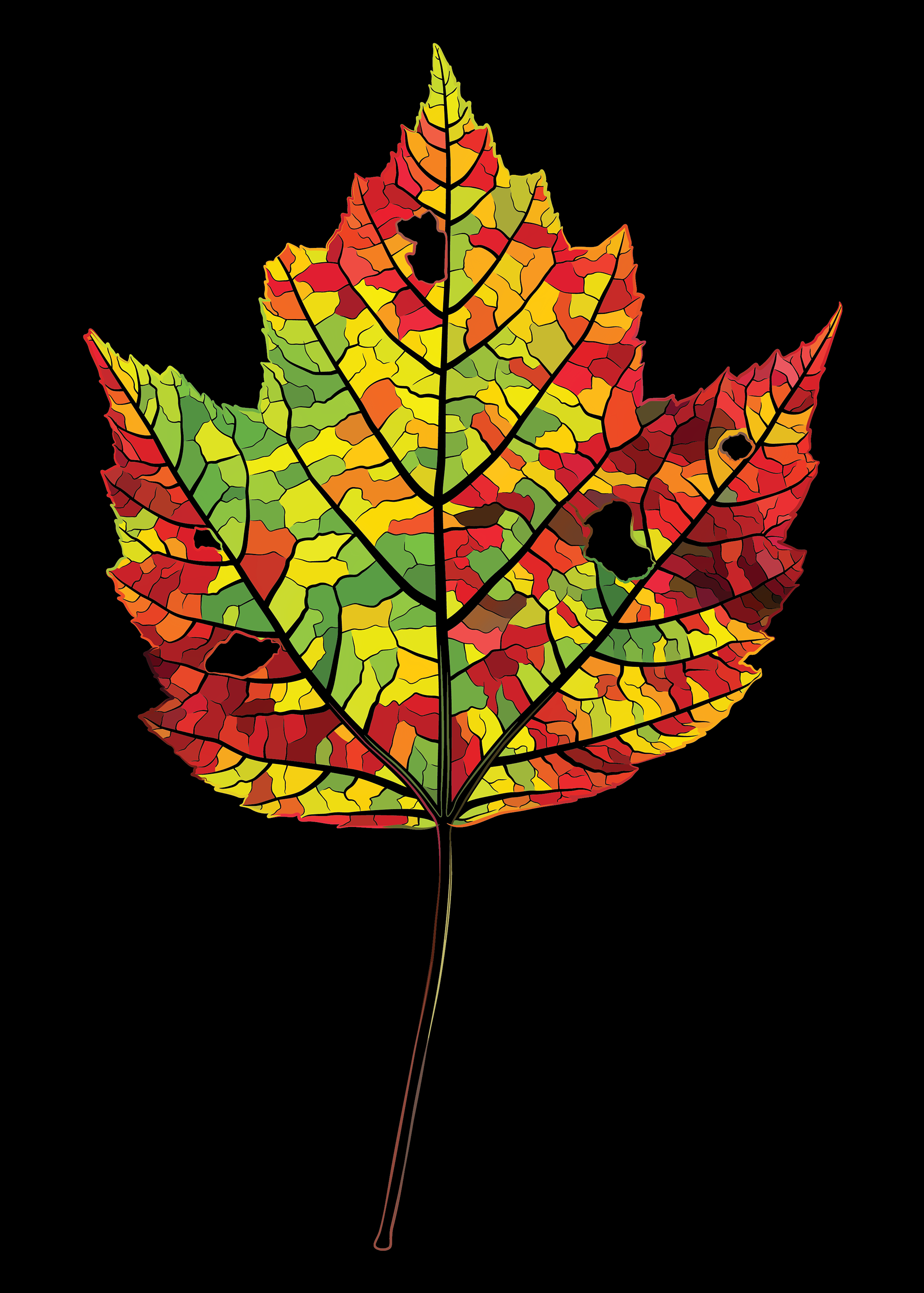 Crazy Maple | Outlier, special request