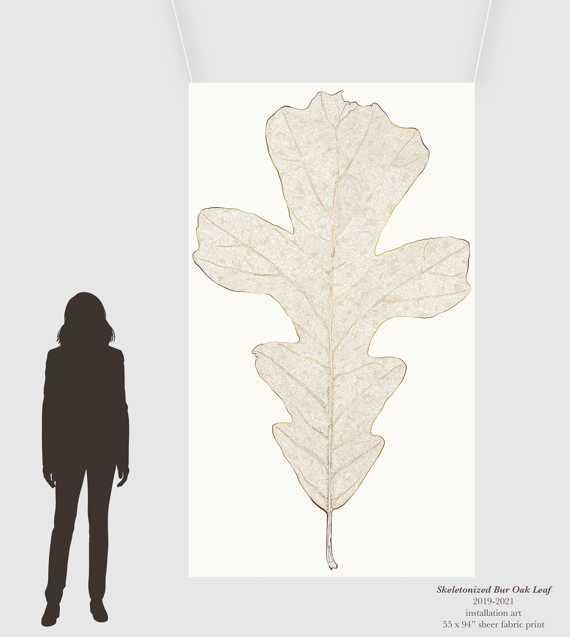 Art Installation Mock-Up of 55 x 94" hanging illustration of leaf