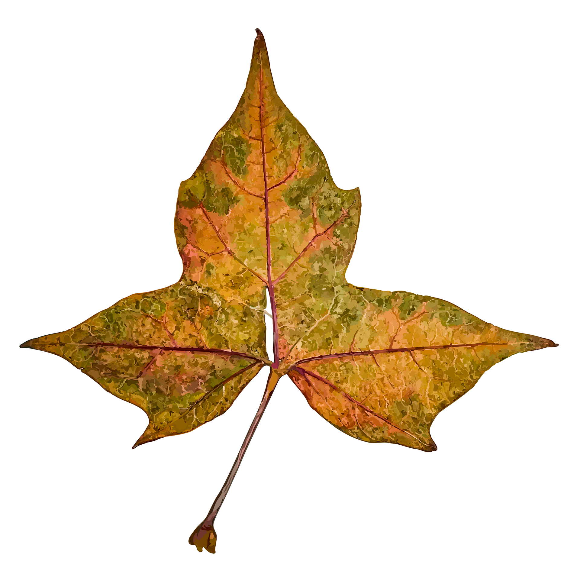 Sweetgum, back | Naturalistic Style