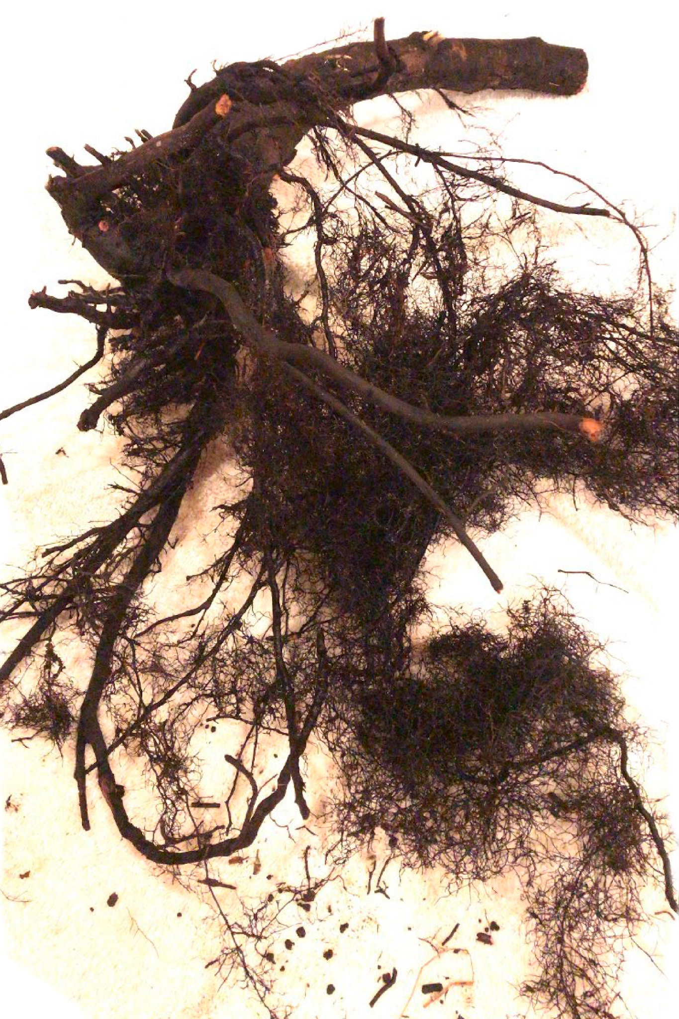 detangling