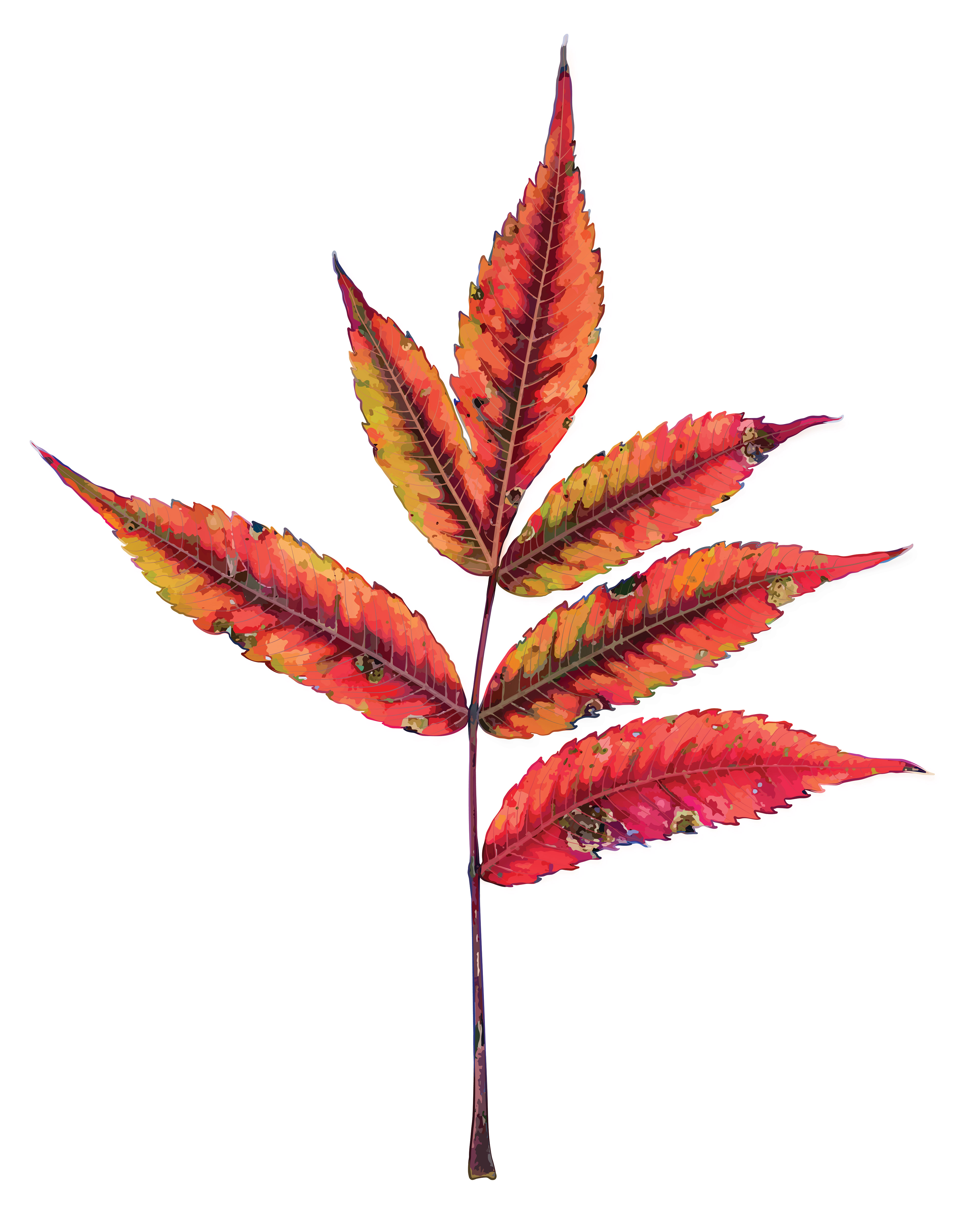 Short Staghorn Sumac | Naturalistic Style
