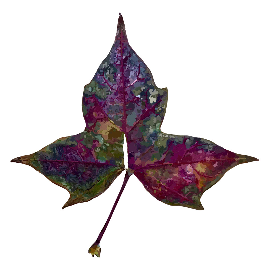 Sweetgum, front | Naturalistic Style