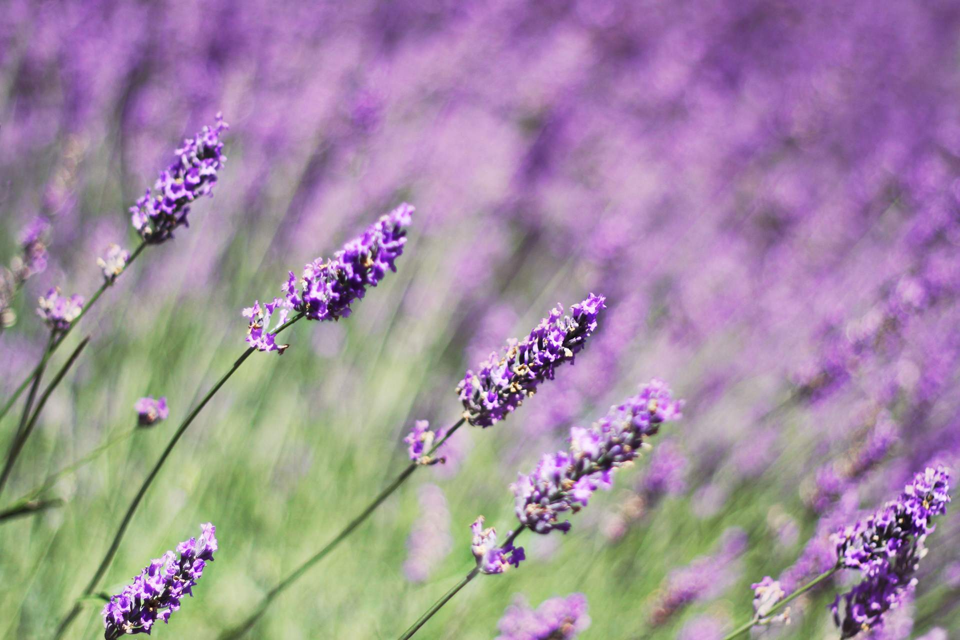 Home Grown Lavender