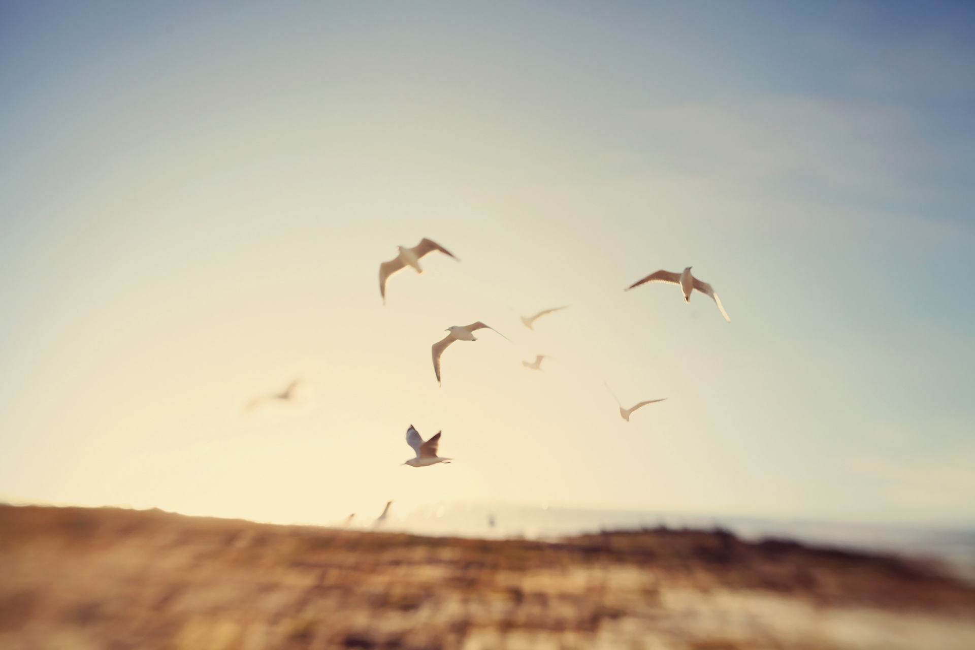 Birds flying high, Rickett's Point