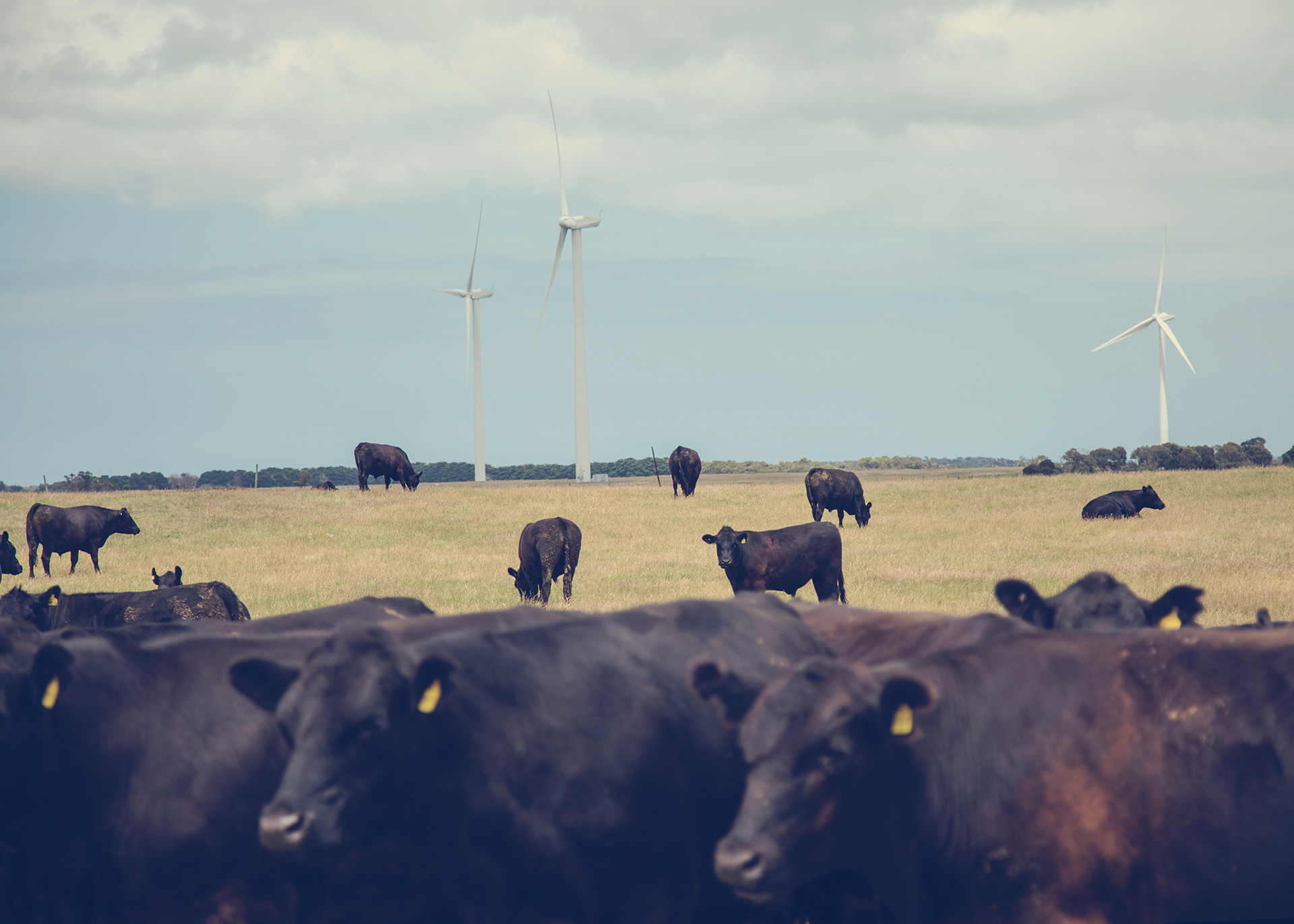 Cows and Windfarm
