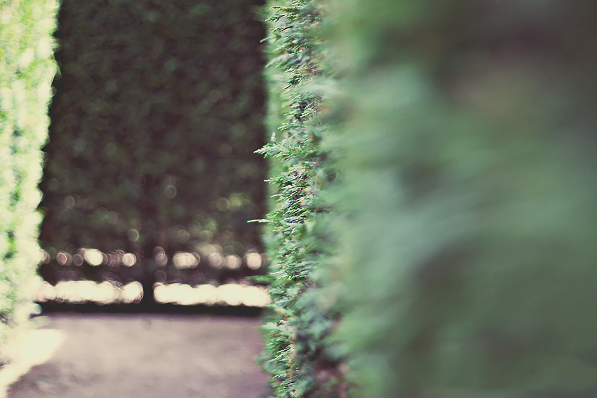 Hedge Maze