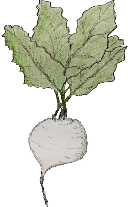 Hand-drawn picture of a sugar beet