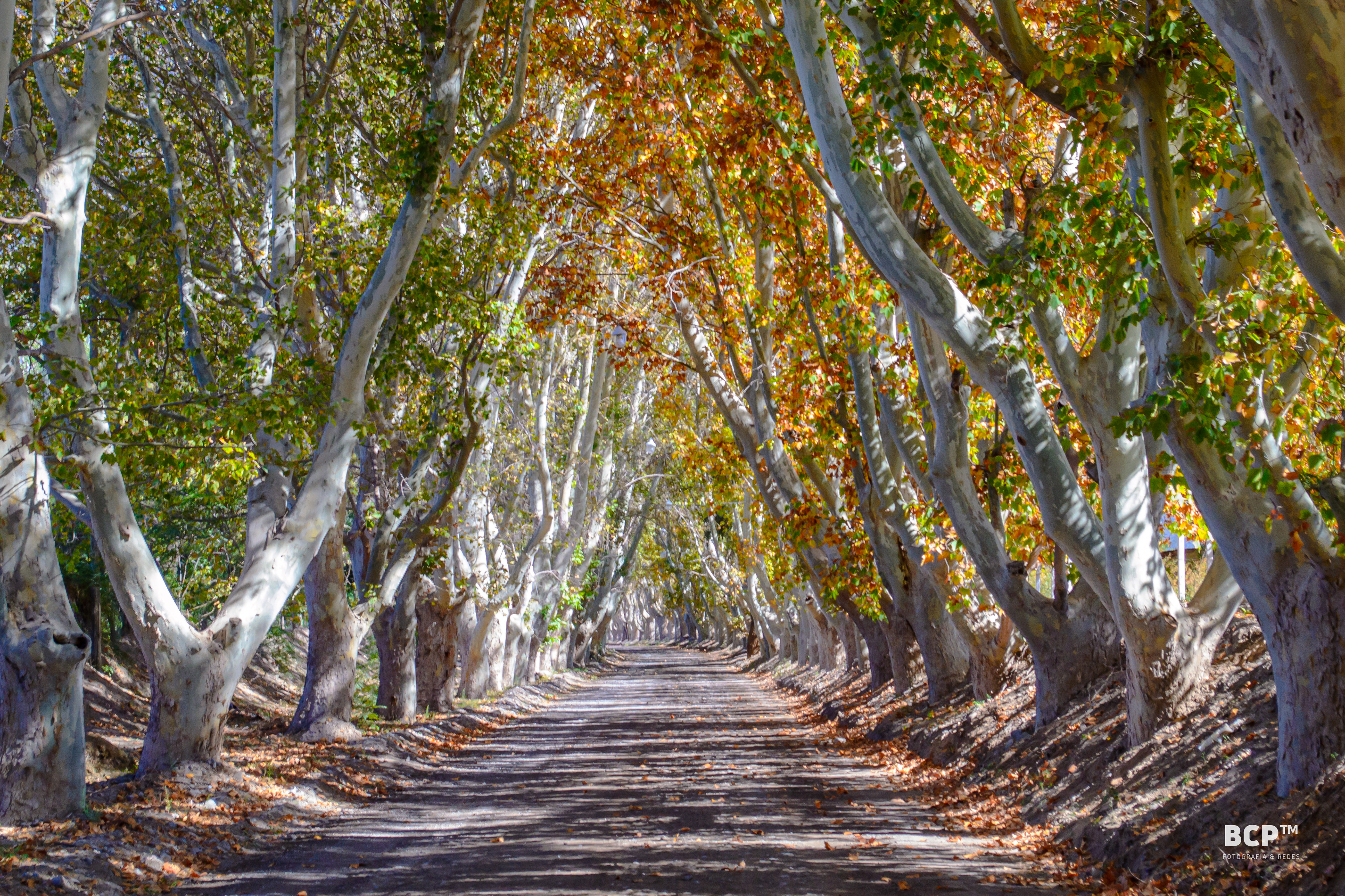 Arboleda en el valle de Zonda, San Juan, Argentina