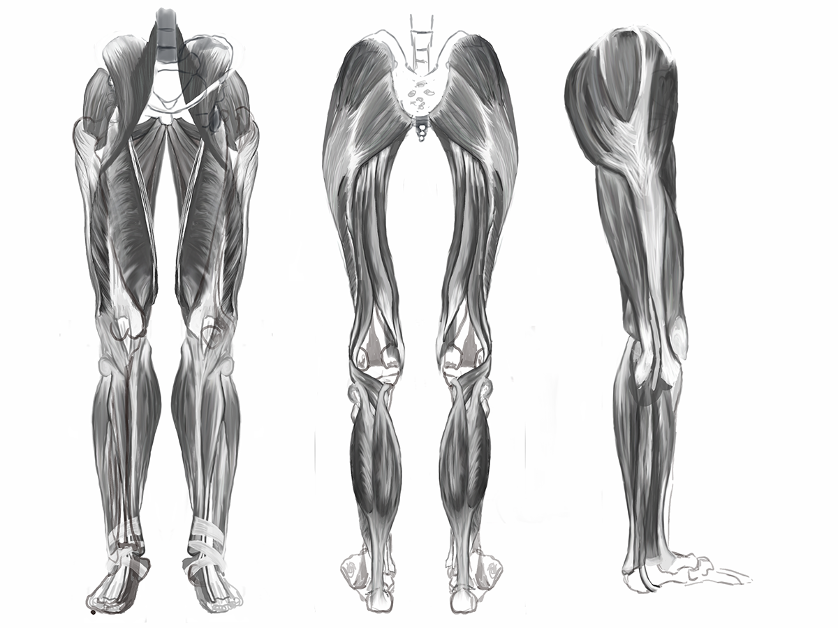 Kasey Portanova - Medical Illustrations