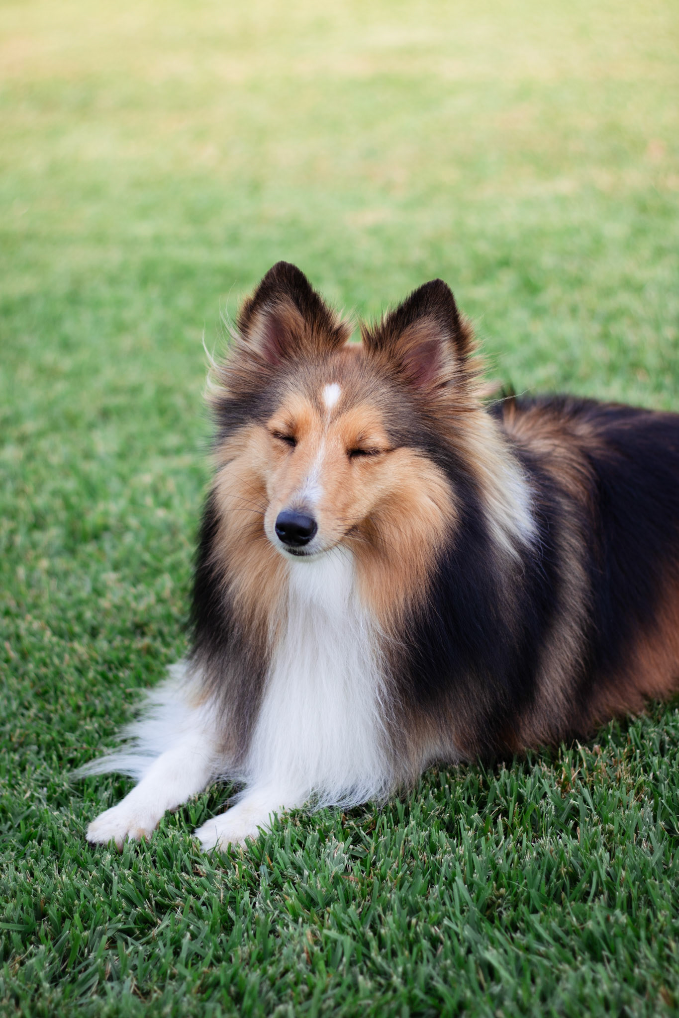 Pet Portraits