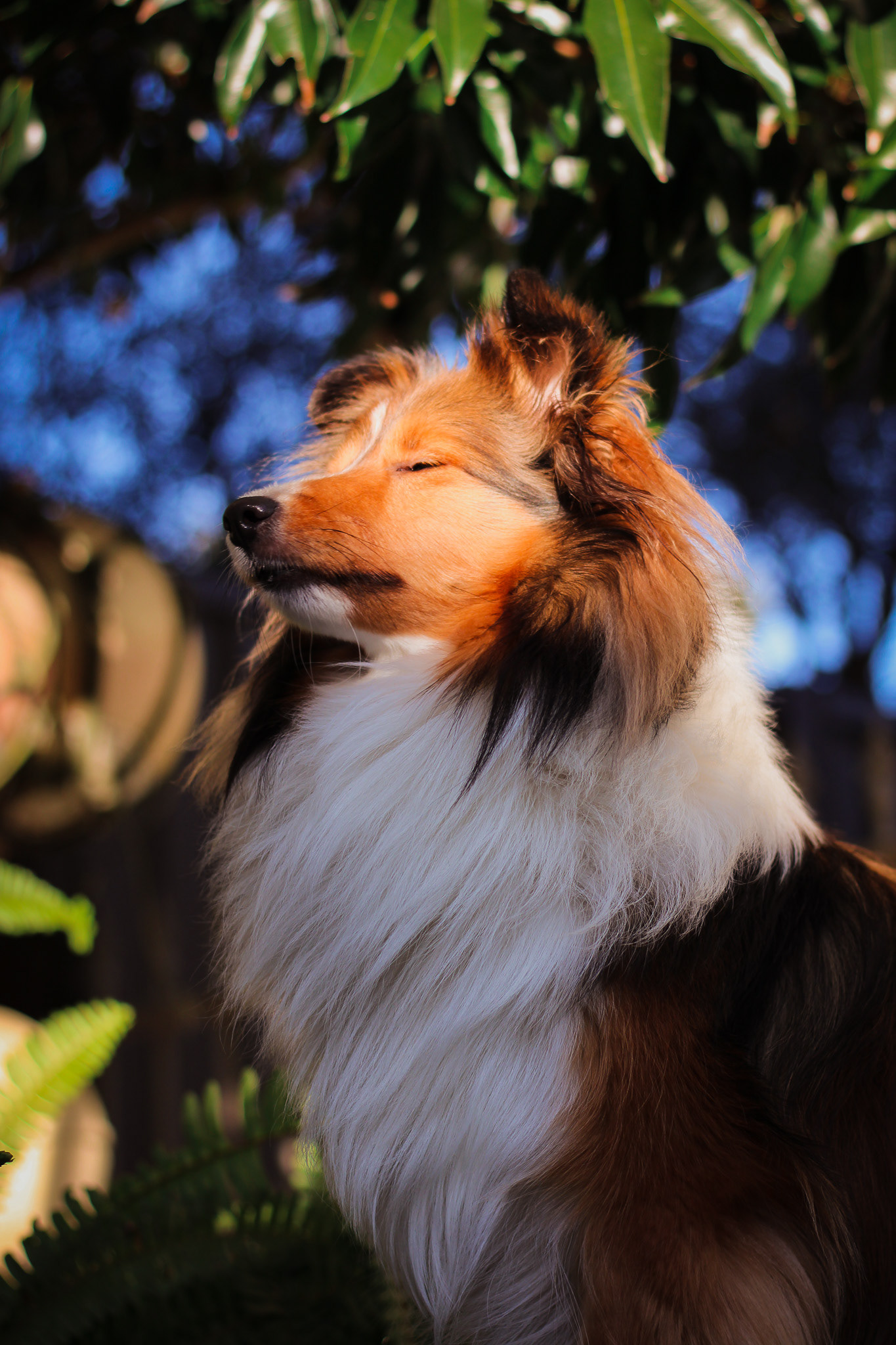 Pet Photography