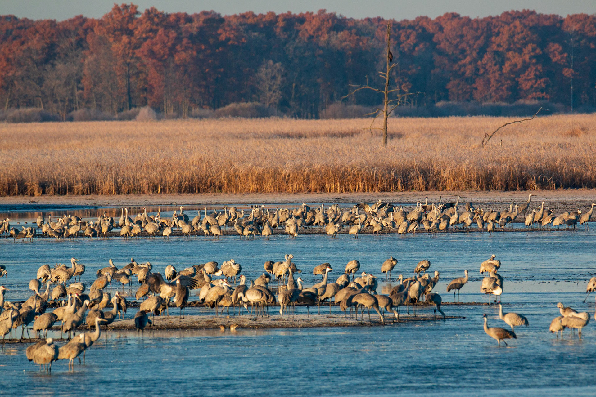 St. Francis Pool and Sandhill Cranes at dawn, tree in back holds Rough-legged Hawk