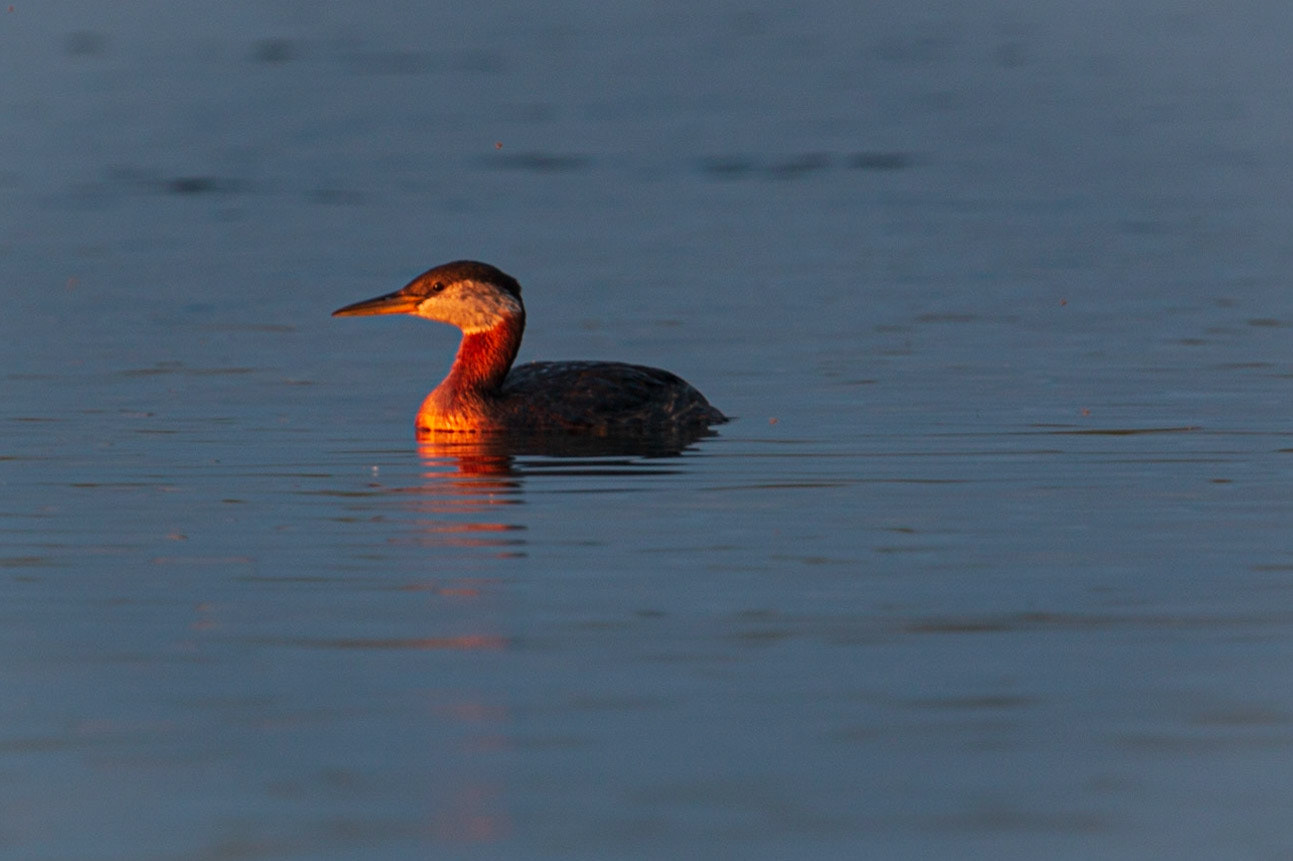 Red-necked Grebe