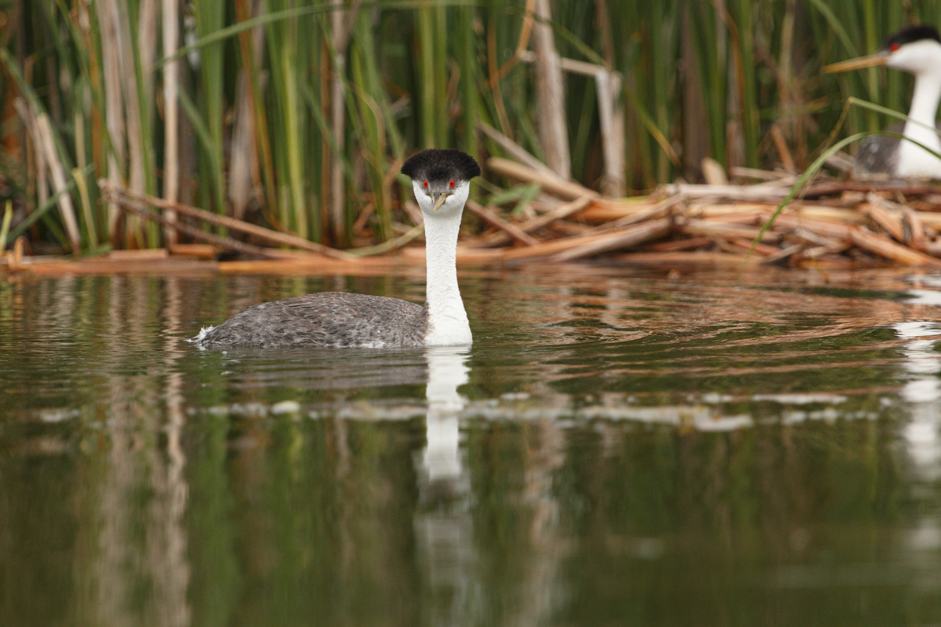 Western Grebe with head feathers upraised.  I think he's challenging us.