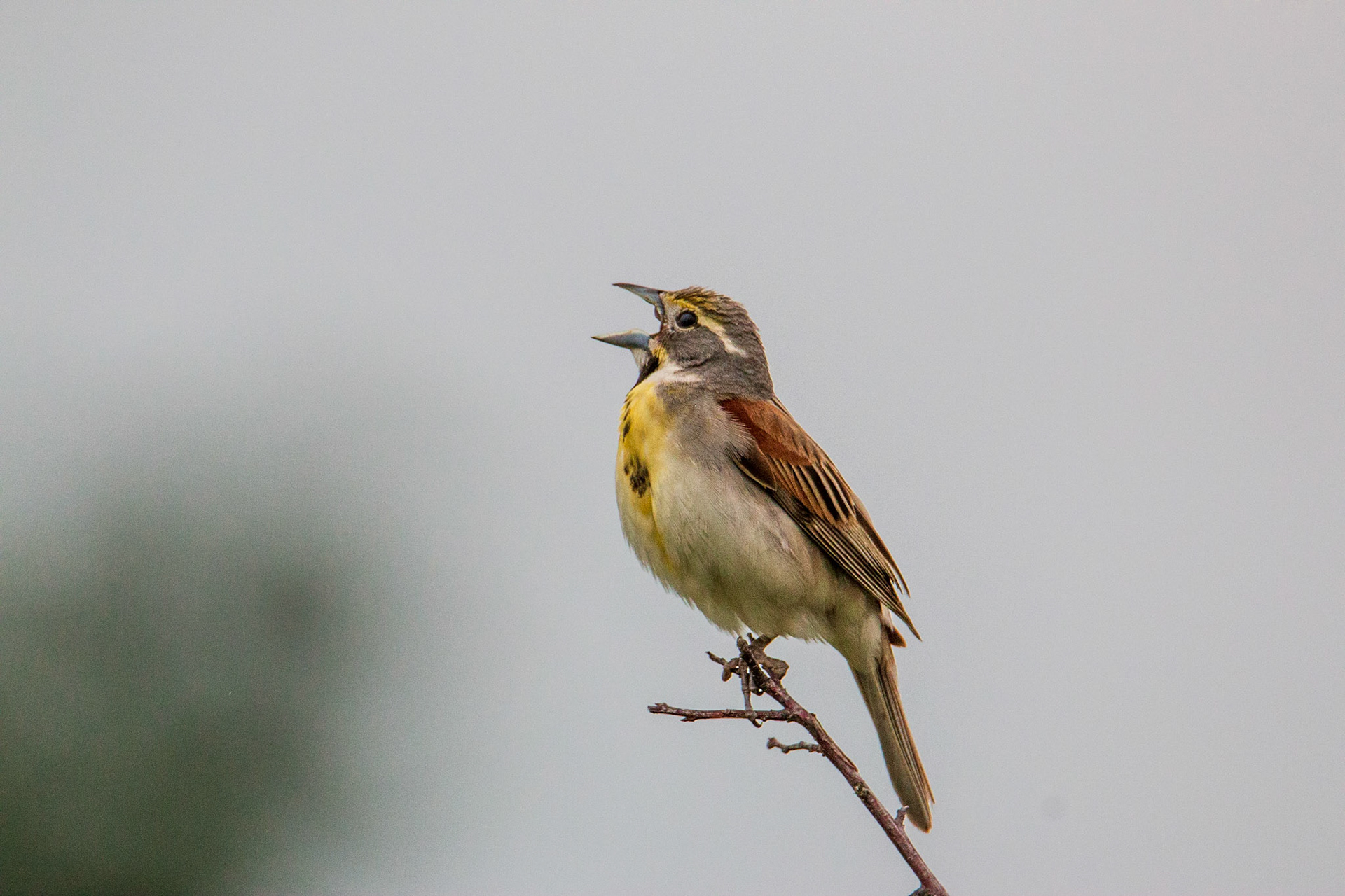 Dickcissel, Sherburne NWR