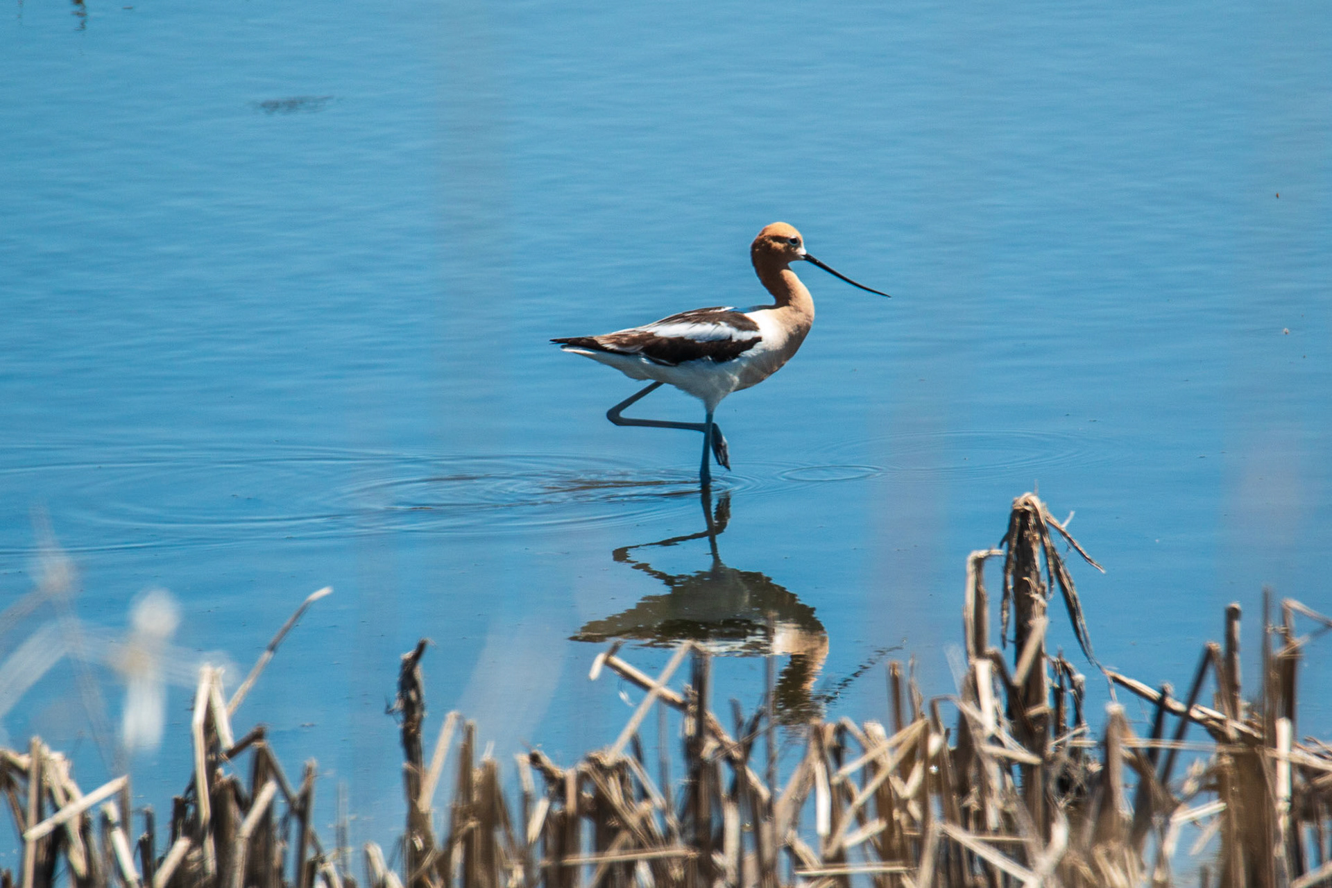 American Avocet, , North Ottawa Impoundments