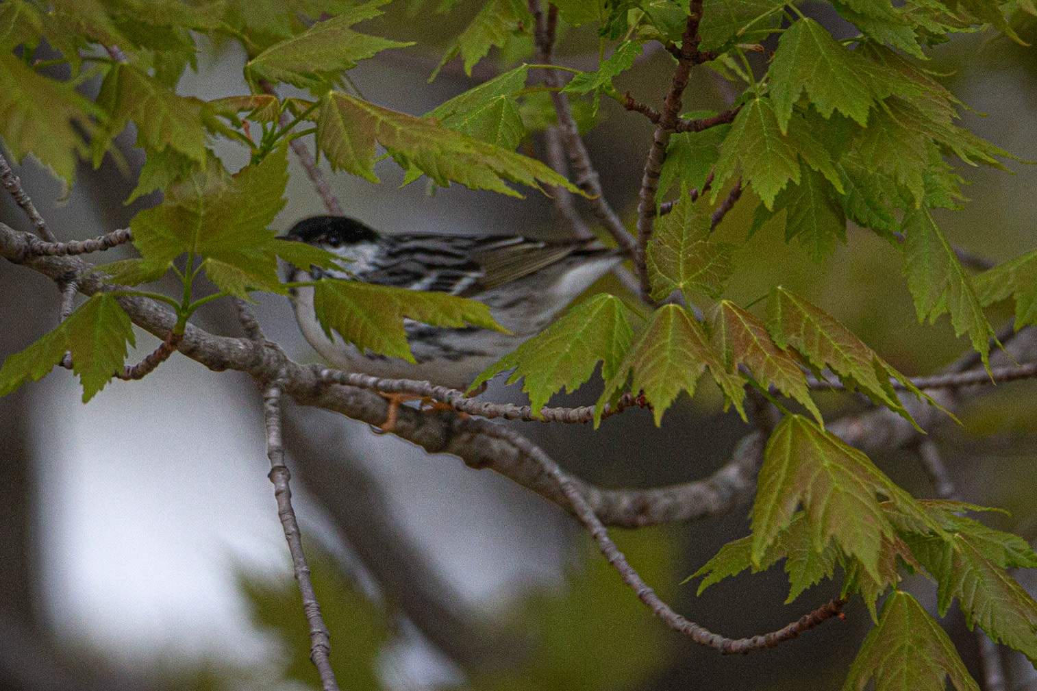 Blackpoll Warbler at Sherburne NWR
