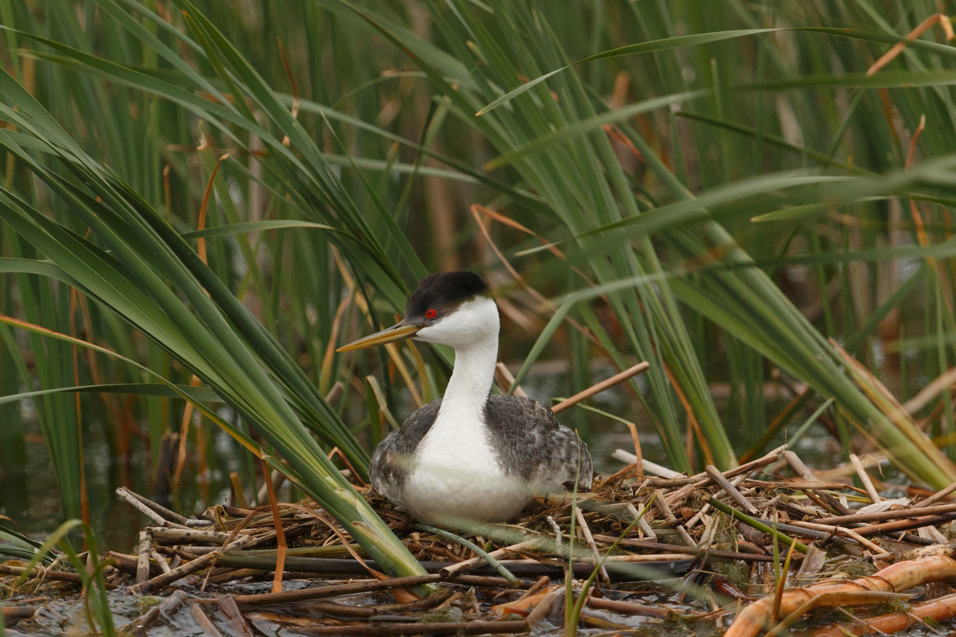 Western Grebe on nest