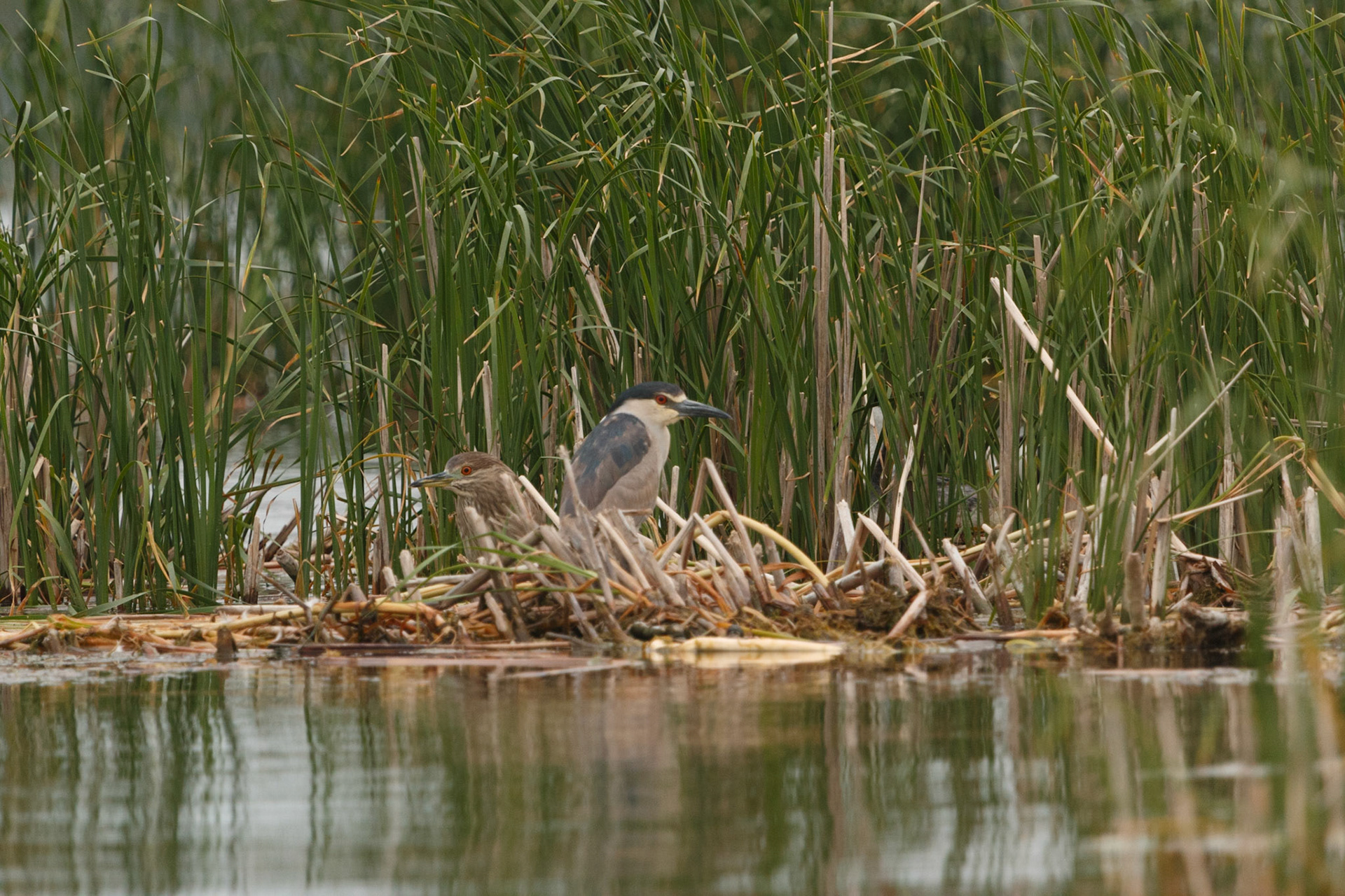 Black-crowned Night-Herons on nest