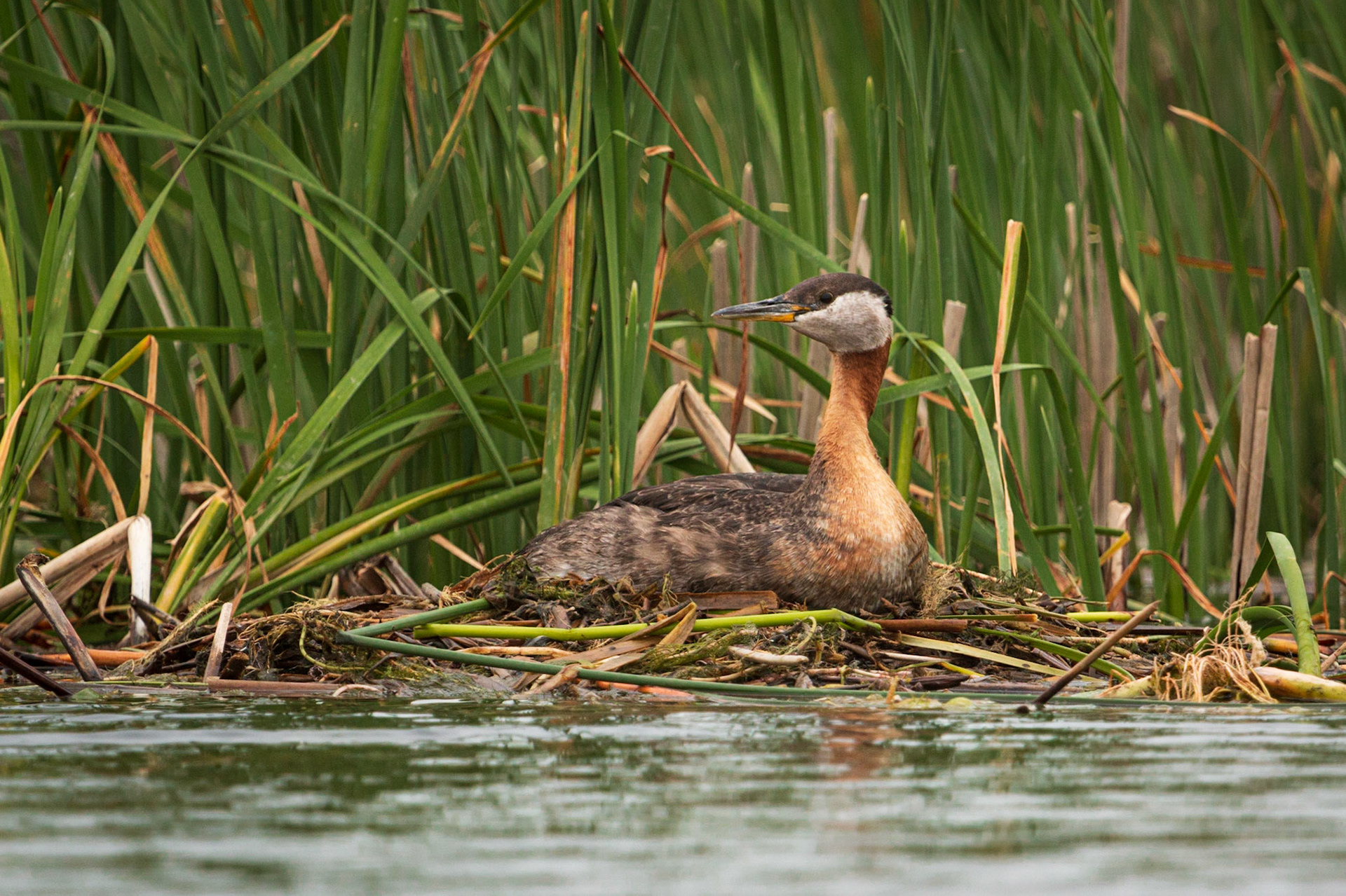 Red-necked Grebe on nest