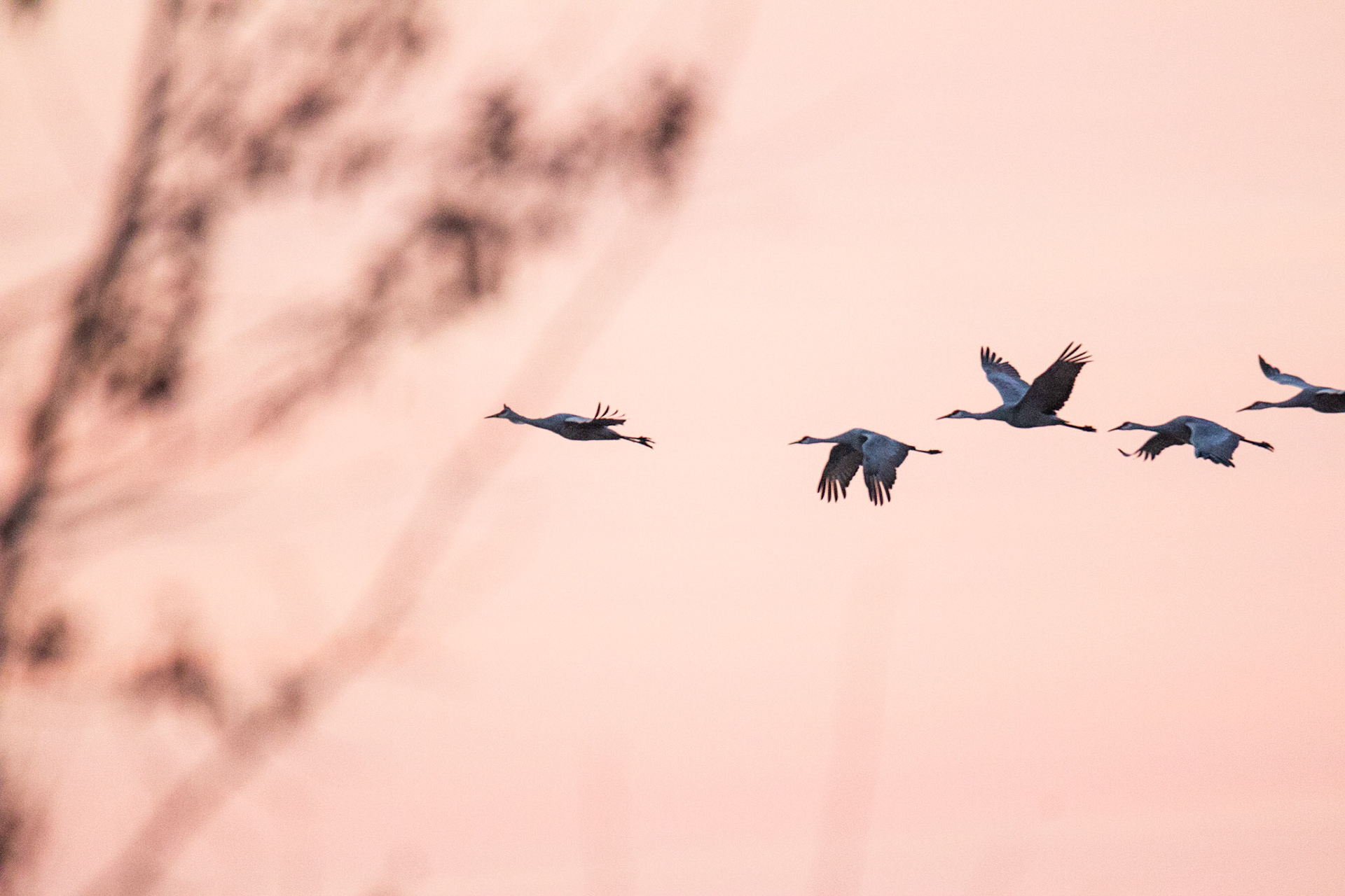 St. Francis Pool and Sandhill Cranes at dawn