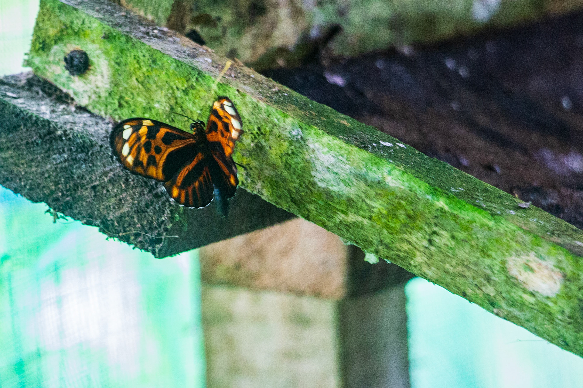 Pilpintuwasi Butterfly Farm operated by Austrian-born Gudrun Sperrer near Padre Cocha. Many "rescue animals" liberated from illegal traders are housed there.