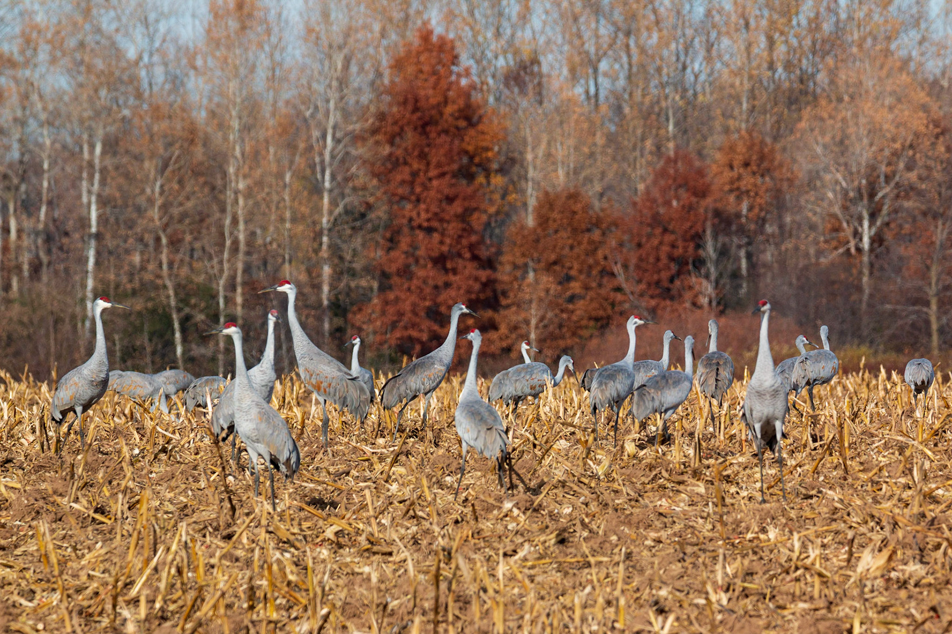 Sandhill Cranes in cornfield on 7th St NW