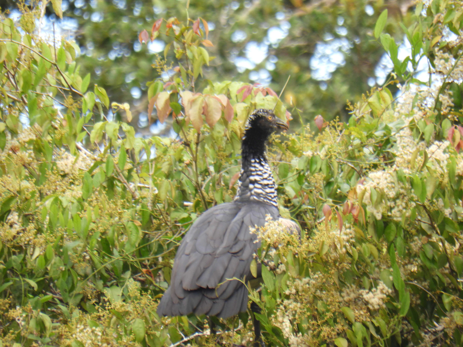 Howling screamer