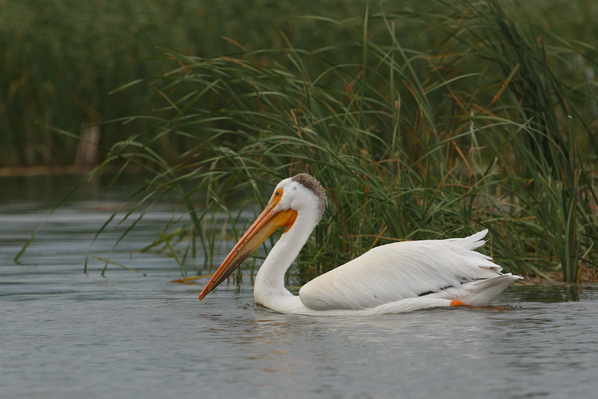 Non-breeding adult American White Pelican