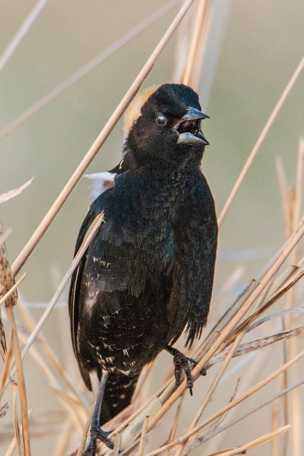 Bobolink, Hampden Slough NWR