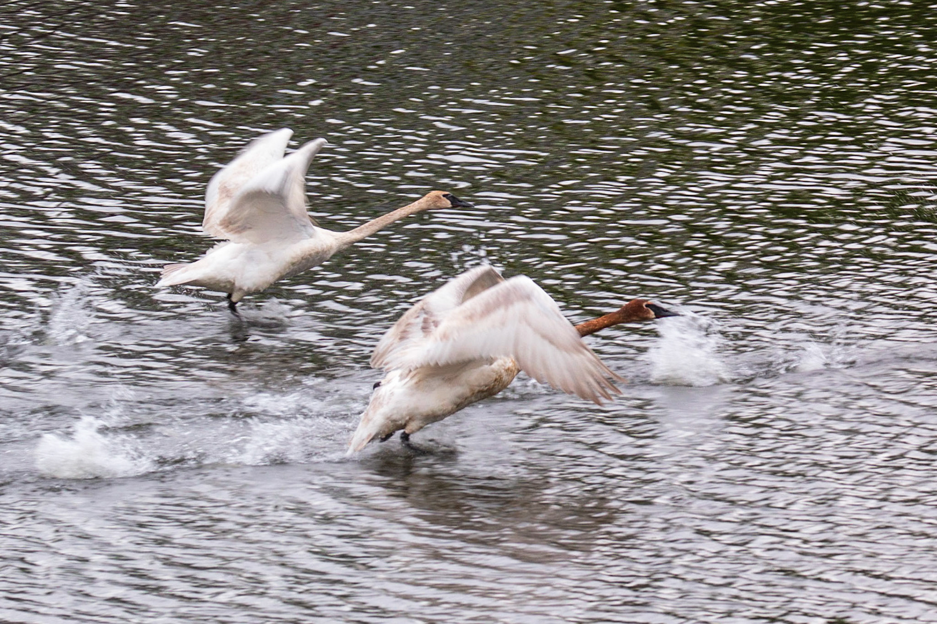 Trumpeter Swans, Sherburne NWR