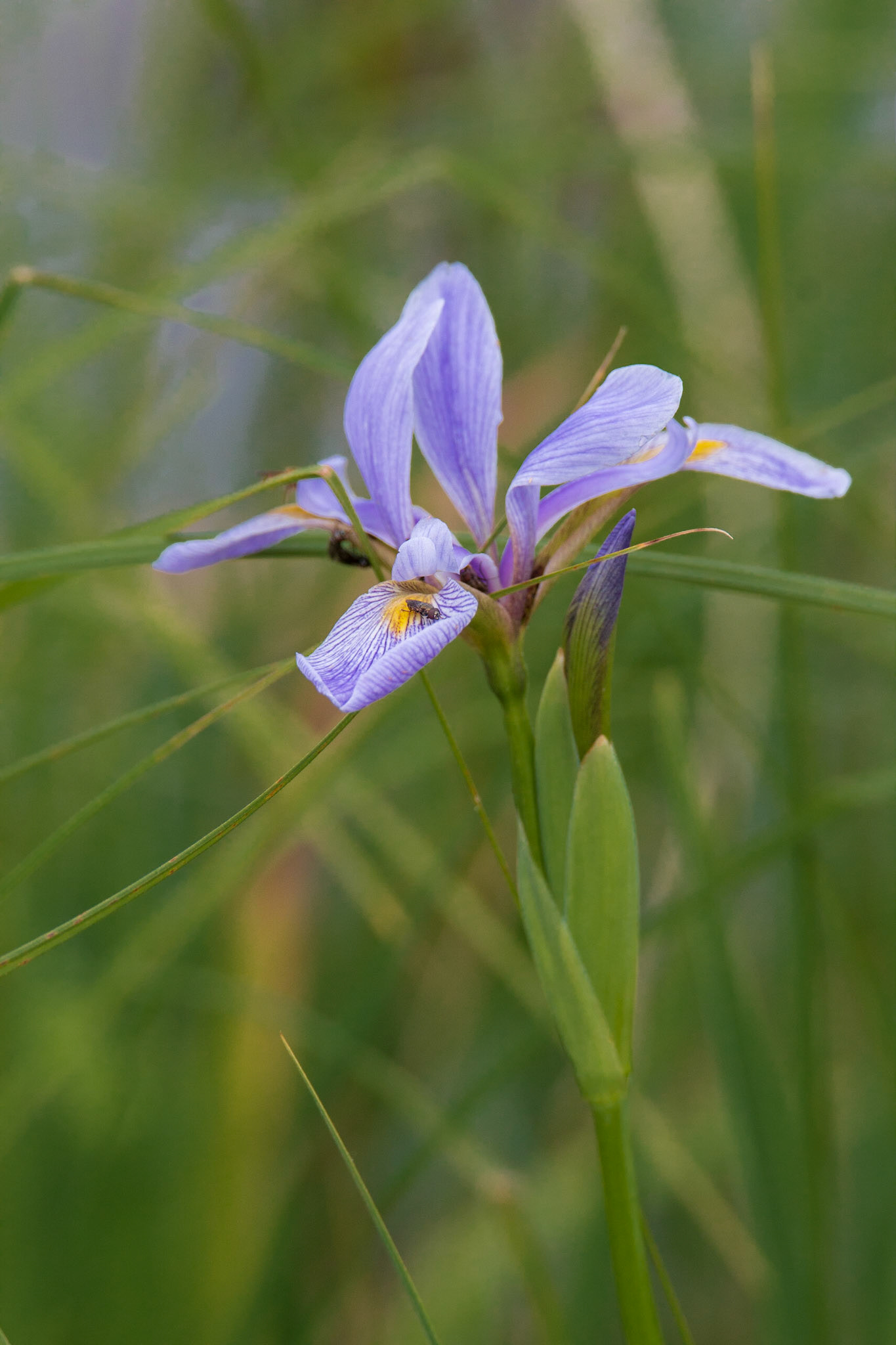 Blue Flag Iris, Sherburne NWR