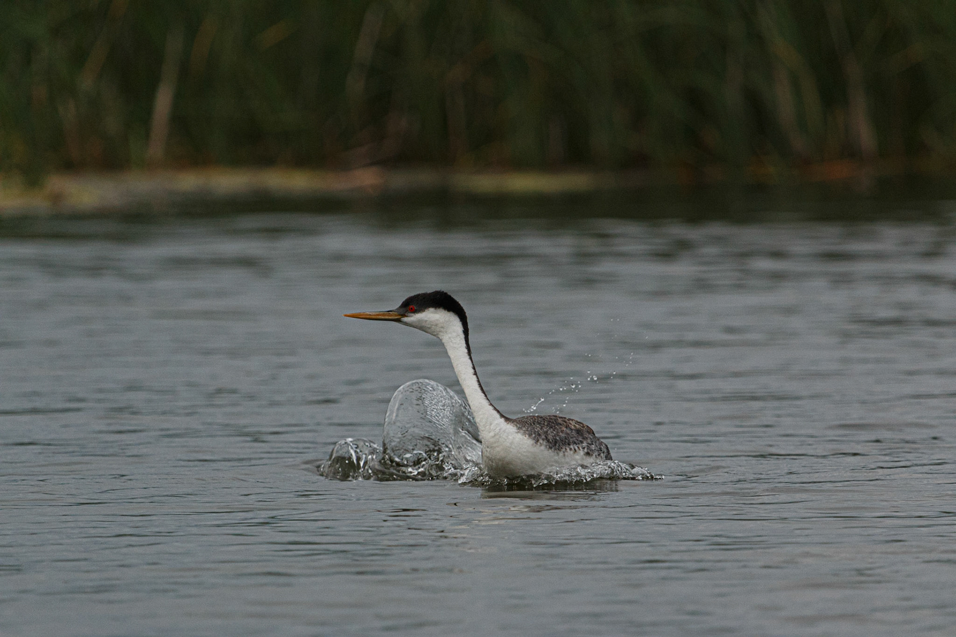 Western Grebe running on water.  This is part of their "courtship" behavior.  This may be a male trying to attract a female.