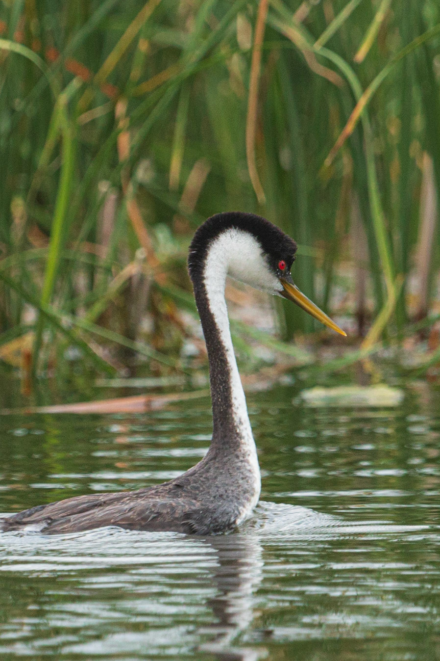 Western Grebe