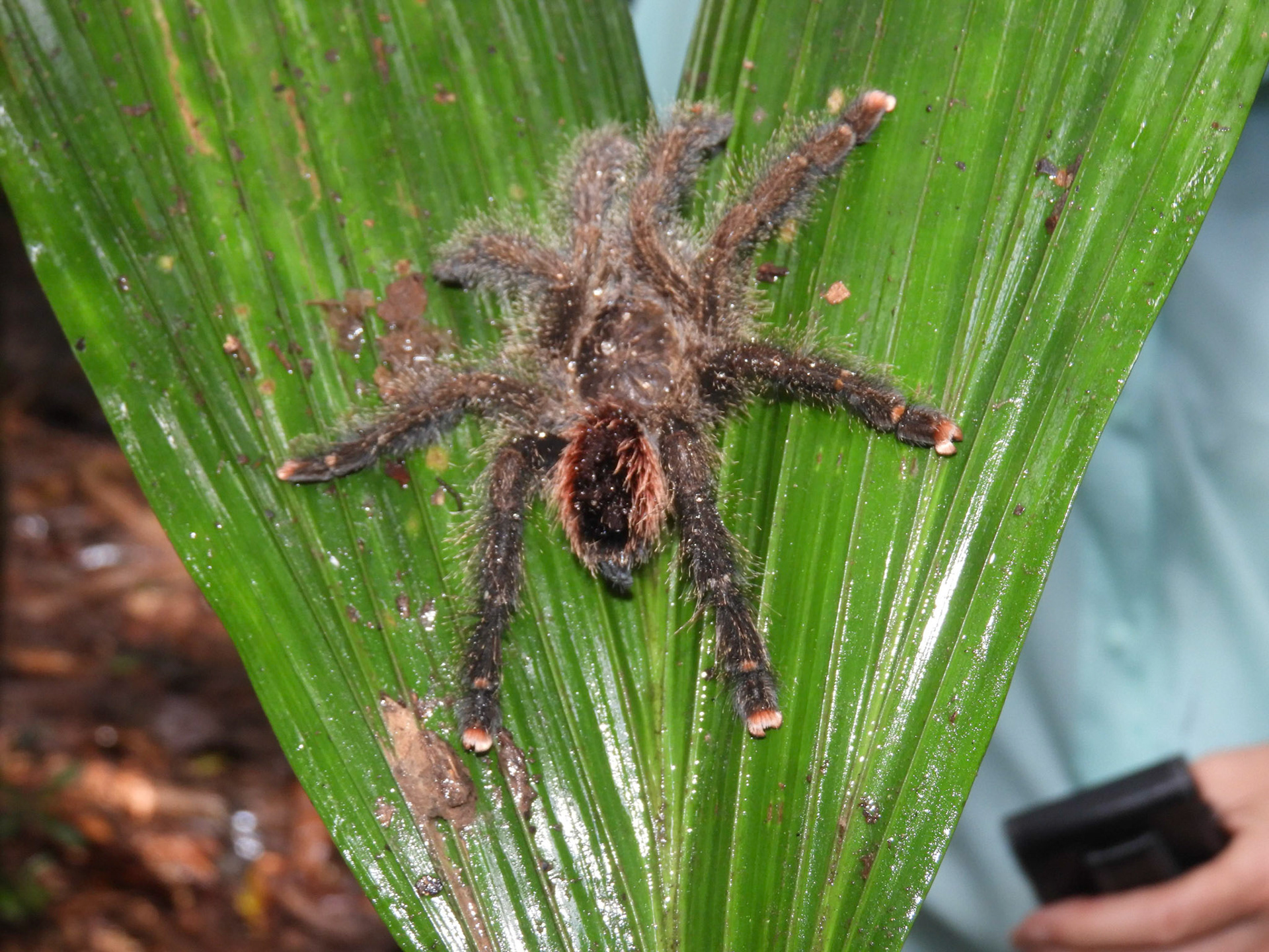 Tarantulla
