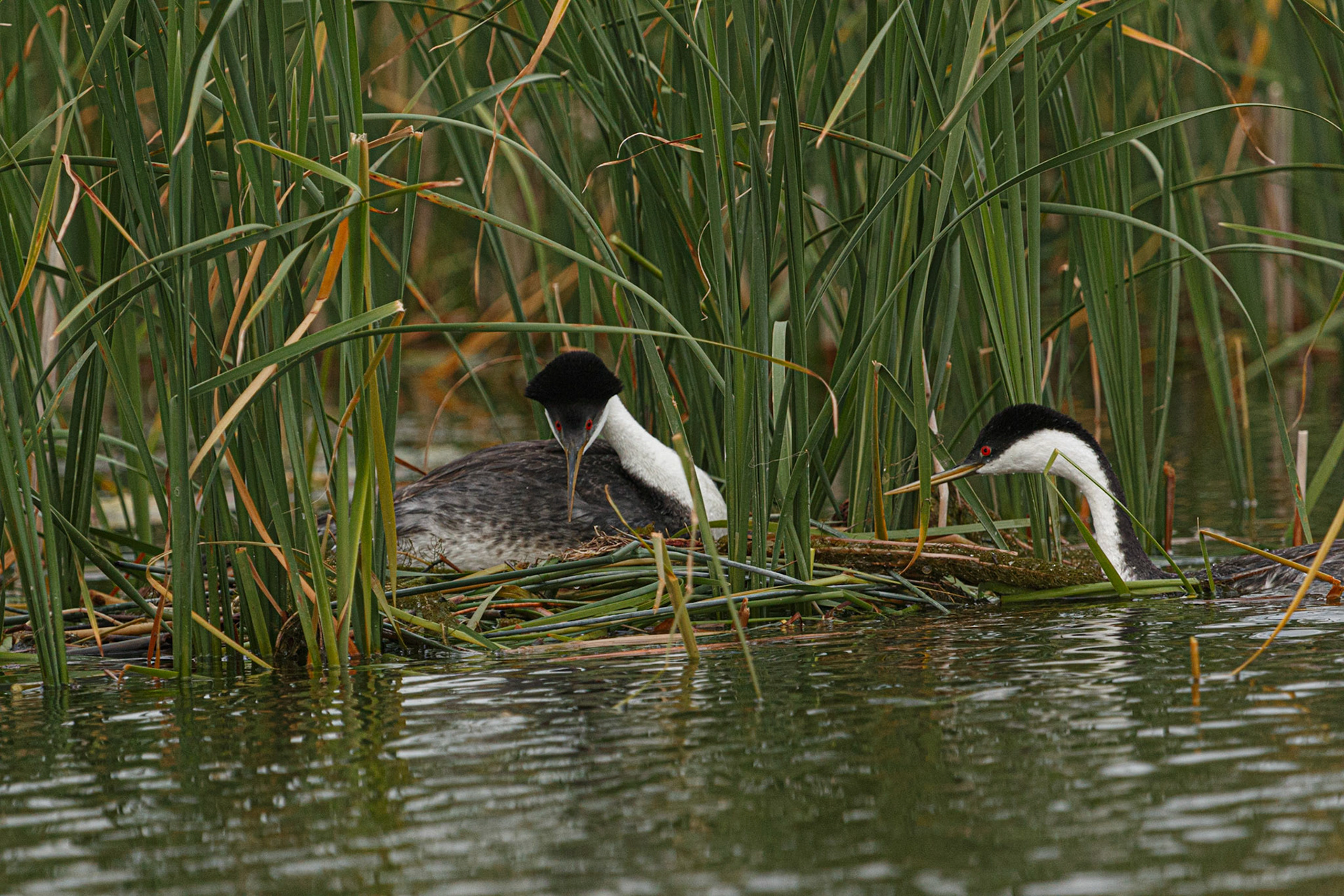 Western Grebe nesting pair