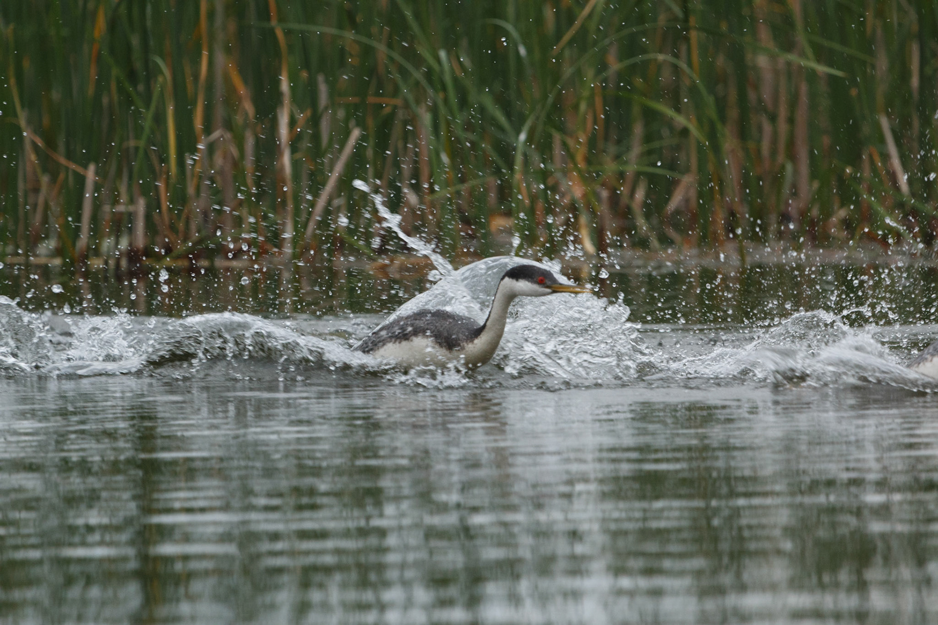 Western Grebe running on water