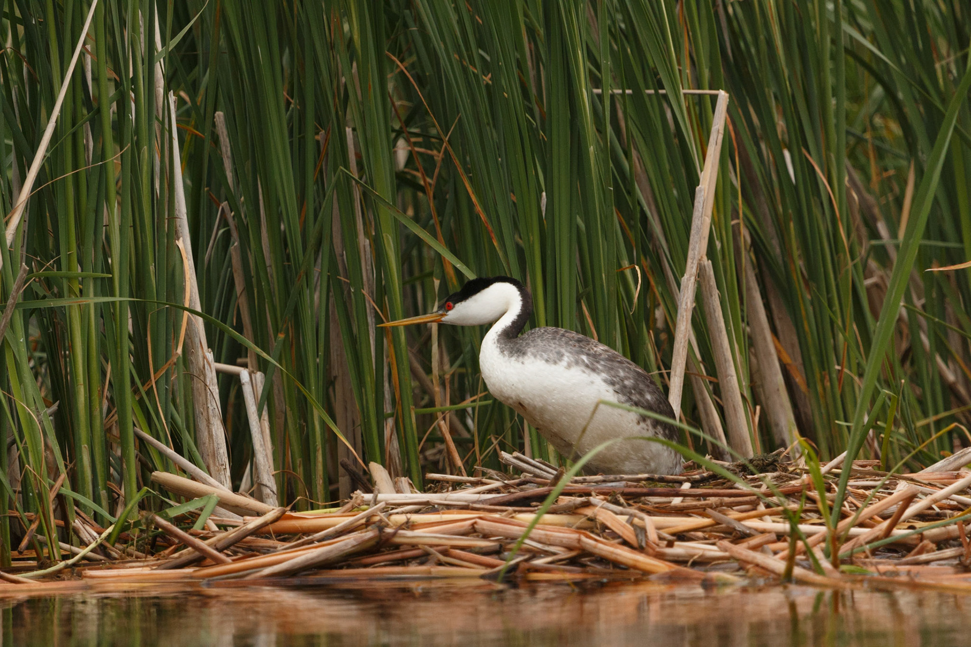 Western Grebe on nest